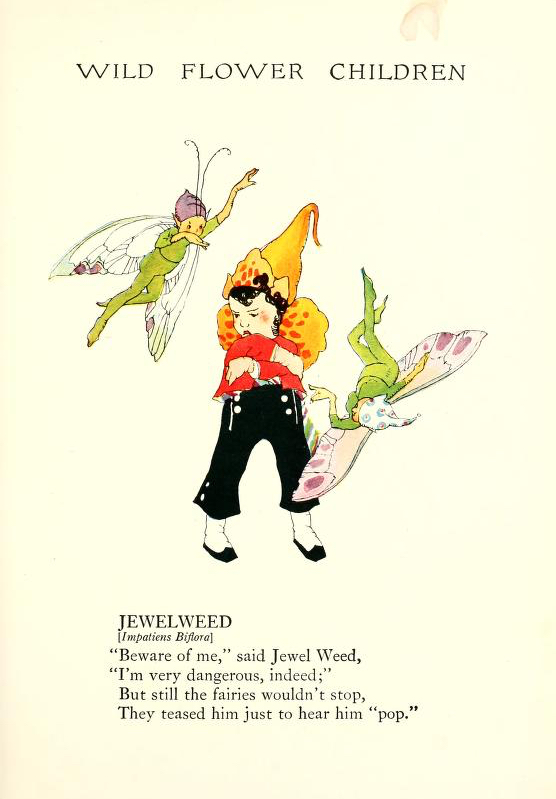 Jewelweed Wild Flower Children by Elizabeth Gordon with illustration by Janet Laura Scott.