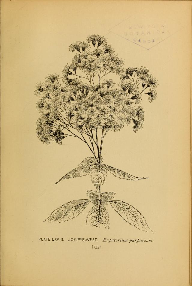 Joe Pye Weed illustration by Alice Lounsberry circa 1899.