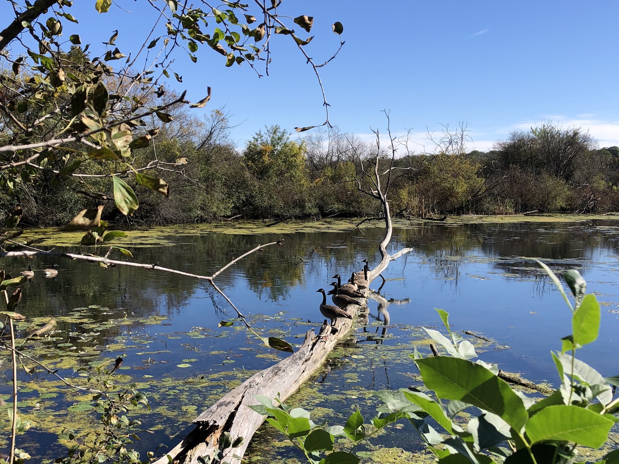 Canada Geese in Ho-Nee-Um Pond in the UW Arboretum on October 4, 2018.