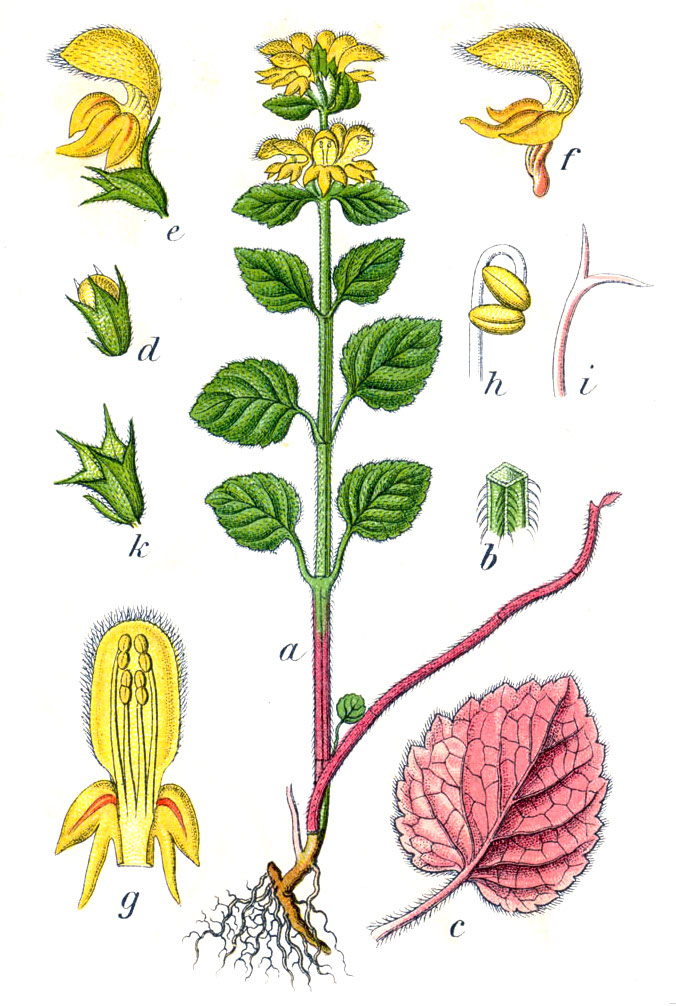 Yellow Archangel botanical illustration by Johann Georg Sturm circa 1796.