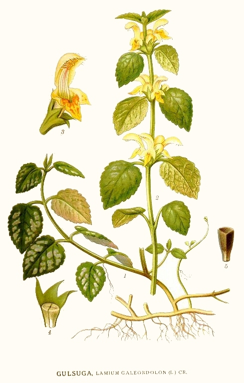 Yellow Archangel botanical illustration circa 1917 and 1926.
