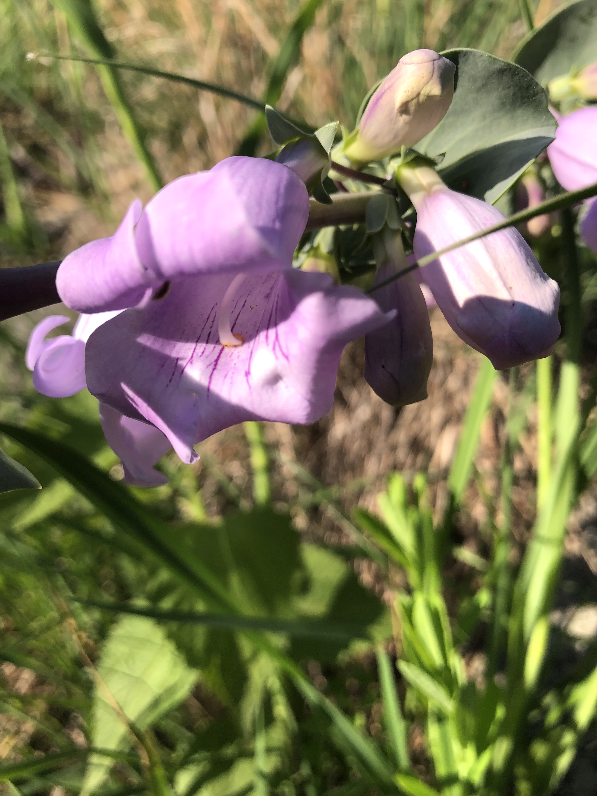 Large Beardtongue in the UW-Madison Arboretum in Madison, Wisconsin on May 26, 2021.