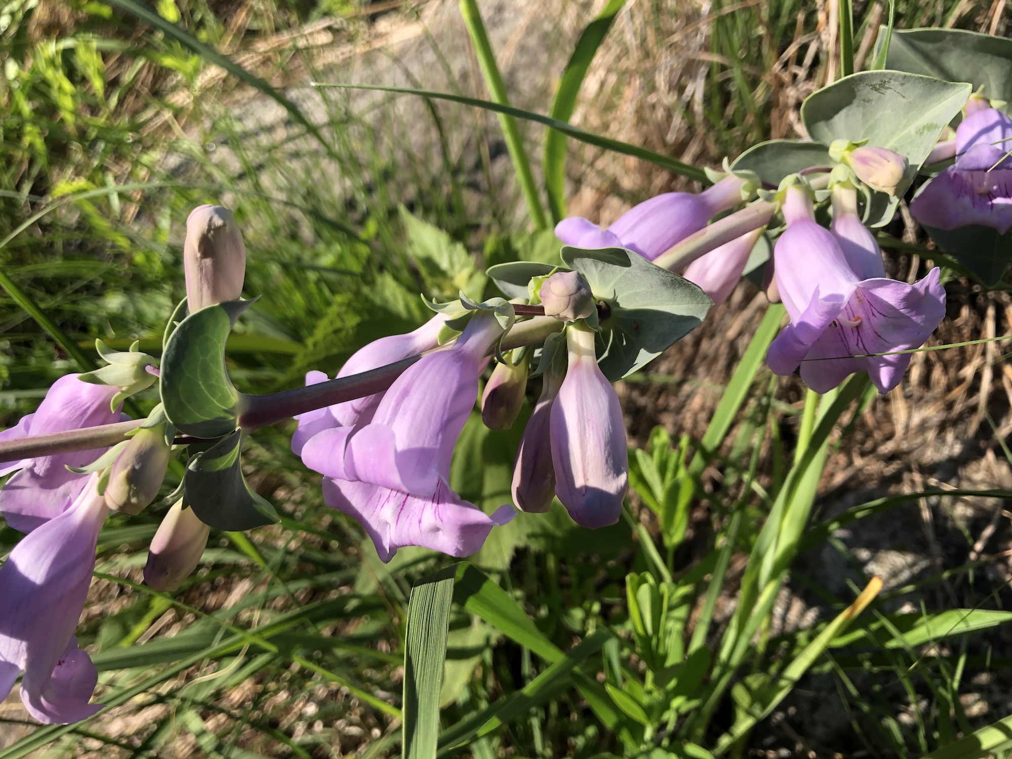Large Beardtongue in the UW-Madison Arboretum in Madison, Wisconsin on May 26, 2021.