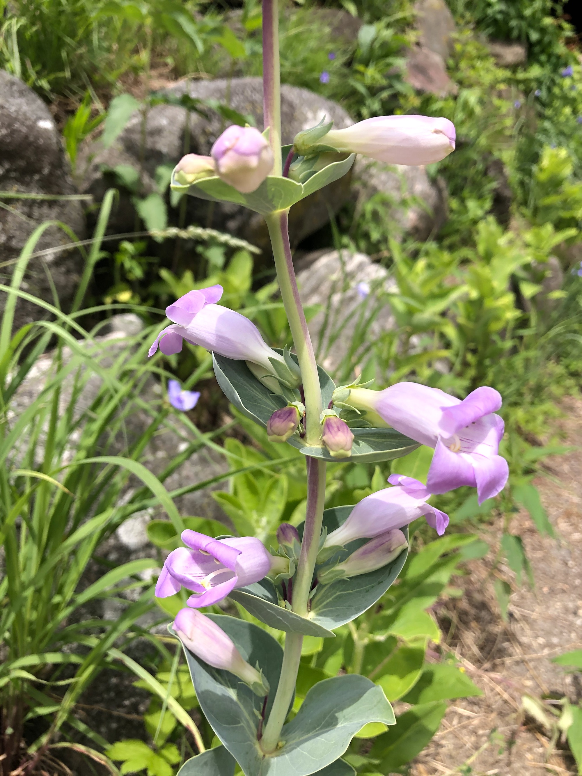 Large Beardtongue in the UW-Madison Arboretum in Madison, Wisconsin on May 31, 2021.