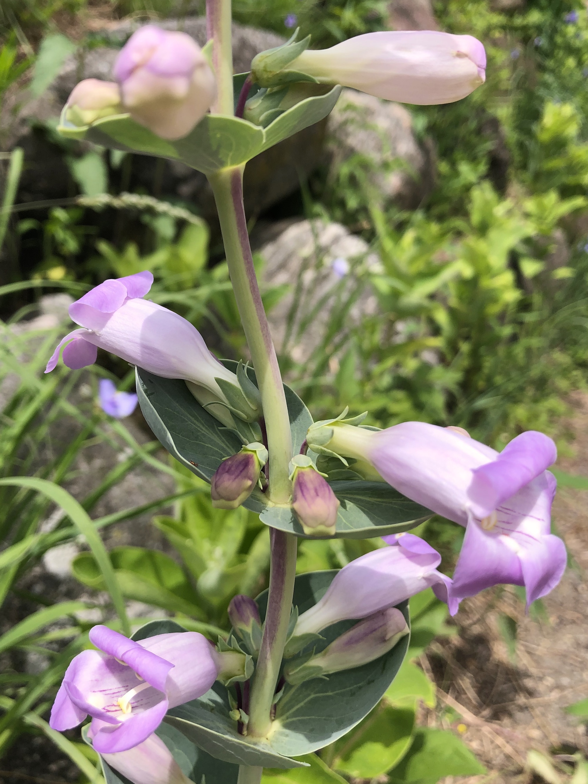 Large Beardtongue in the UW-Madison Arboretum in Madison, Wisconsin on May 31, 2021.