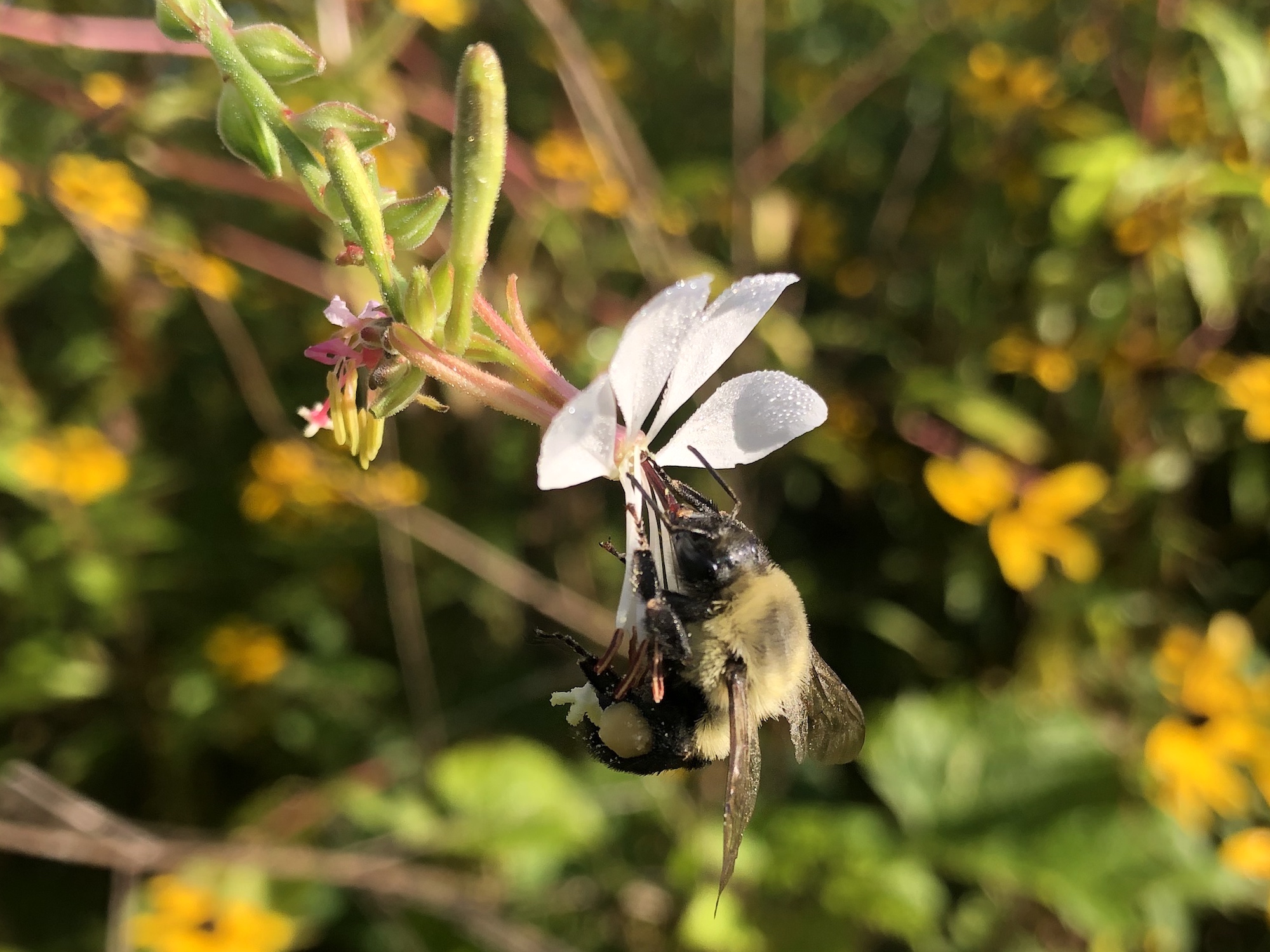 Bumblebee on Large-flowered Gaura on August 21, 2020.