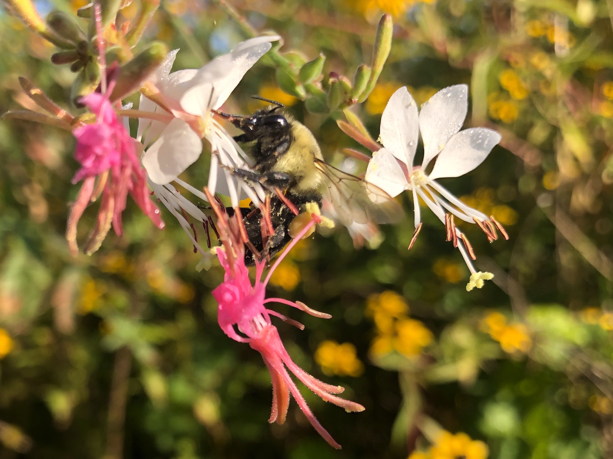 Bumblebee on Large-flowered Gaura on August 21, 2020.