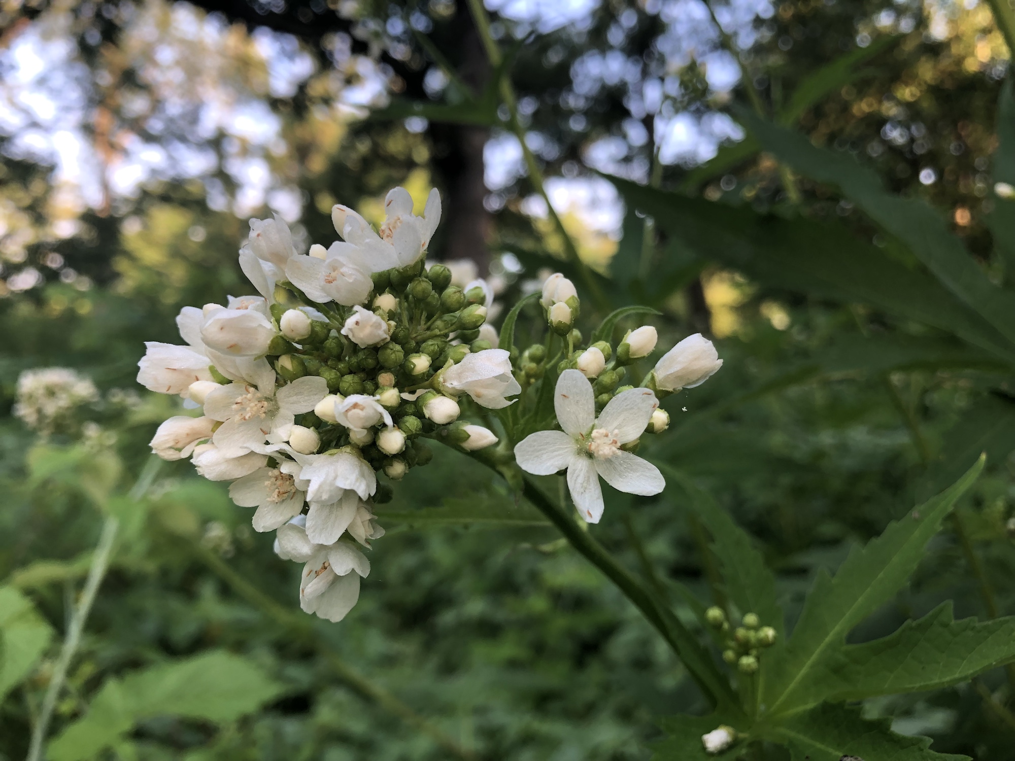 Glade Mallow along Ho-Nee-Um boardwalk and near Council Ring in Oak Savanna on July 3, 2019 in Madison, Wisconsin.