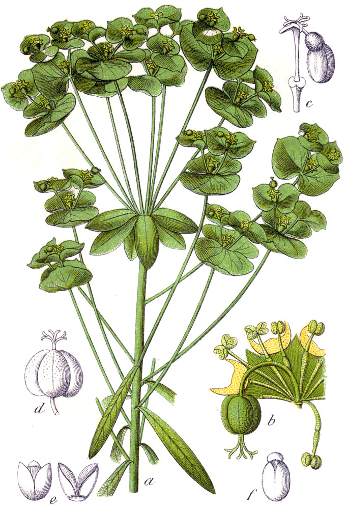Leafy Spurge (Euphorbia esula) botanical illustration by Jacob Strum circa 1796.