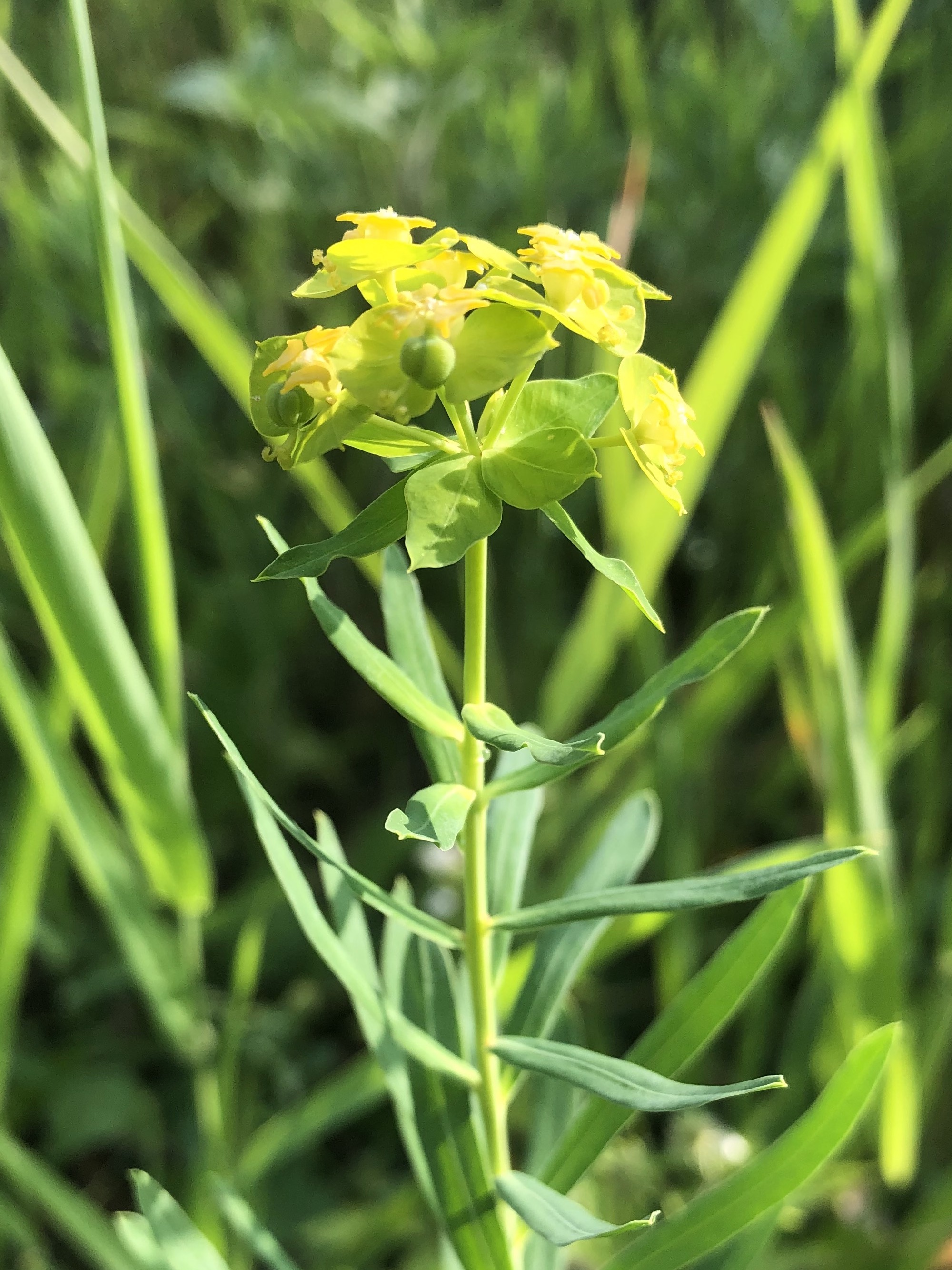 Leafy Spurge around Marion Dunn Pond in Madison, Wisconsin on June 18, 2021.
