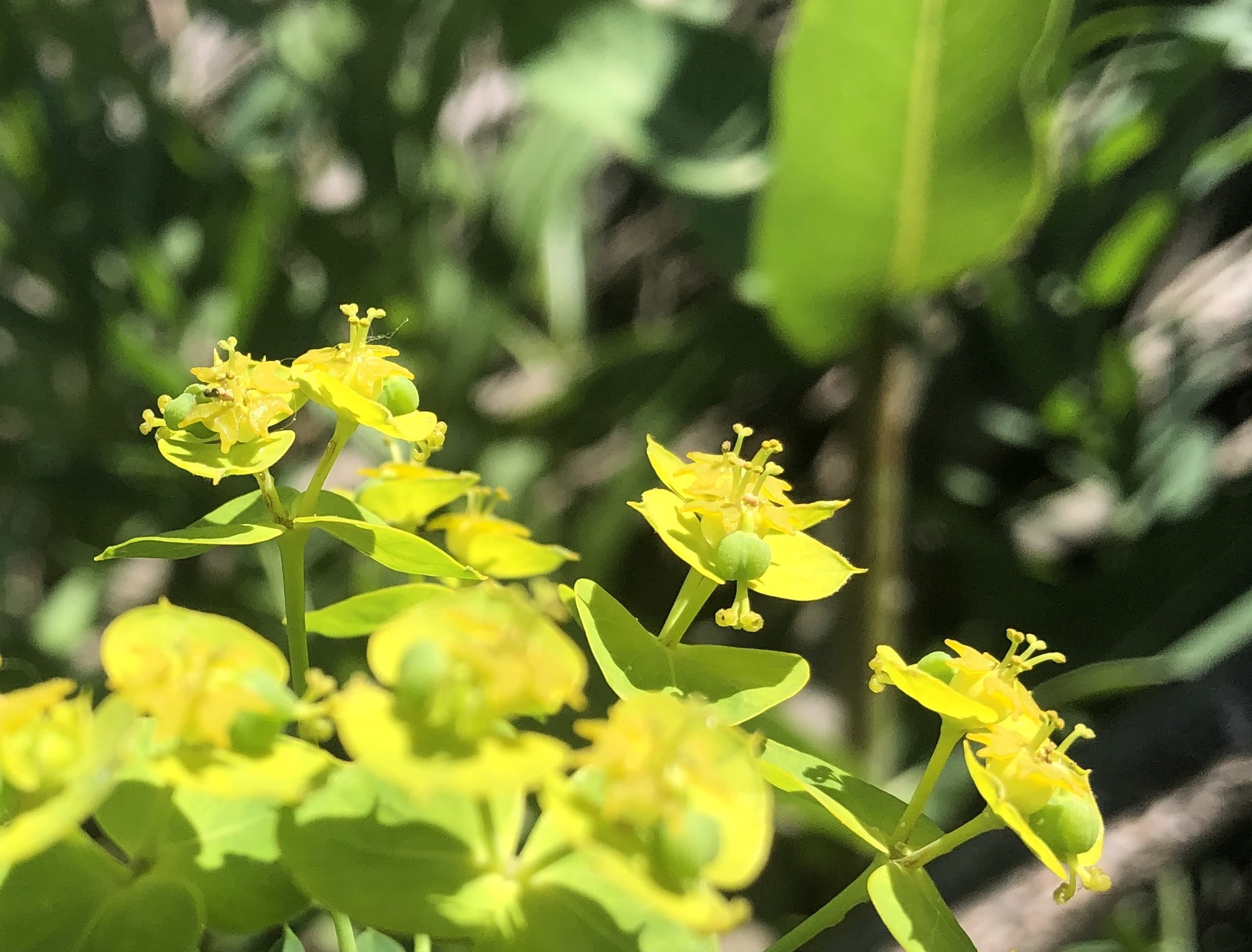 Leafy Spurge around Marion Dunn Pond in Madison, Wisconsin on June 21, 2021.
