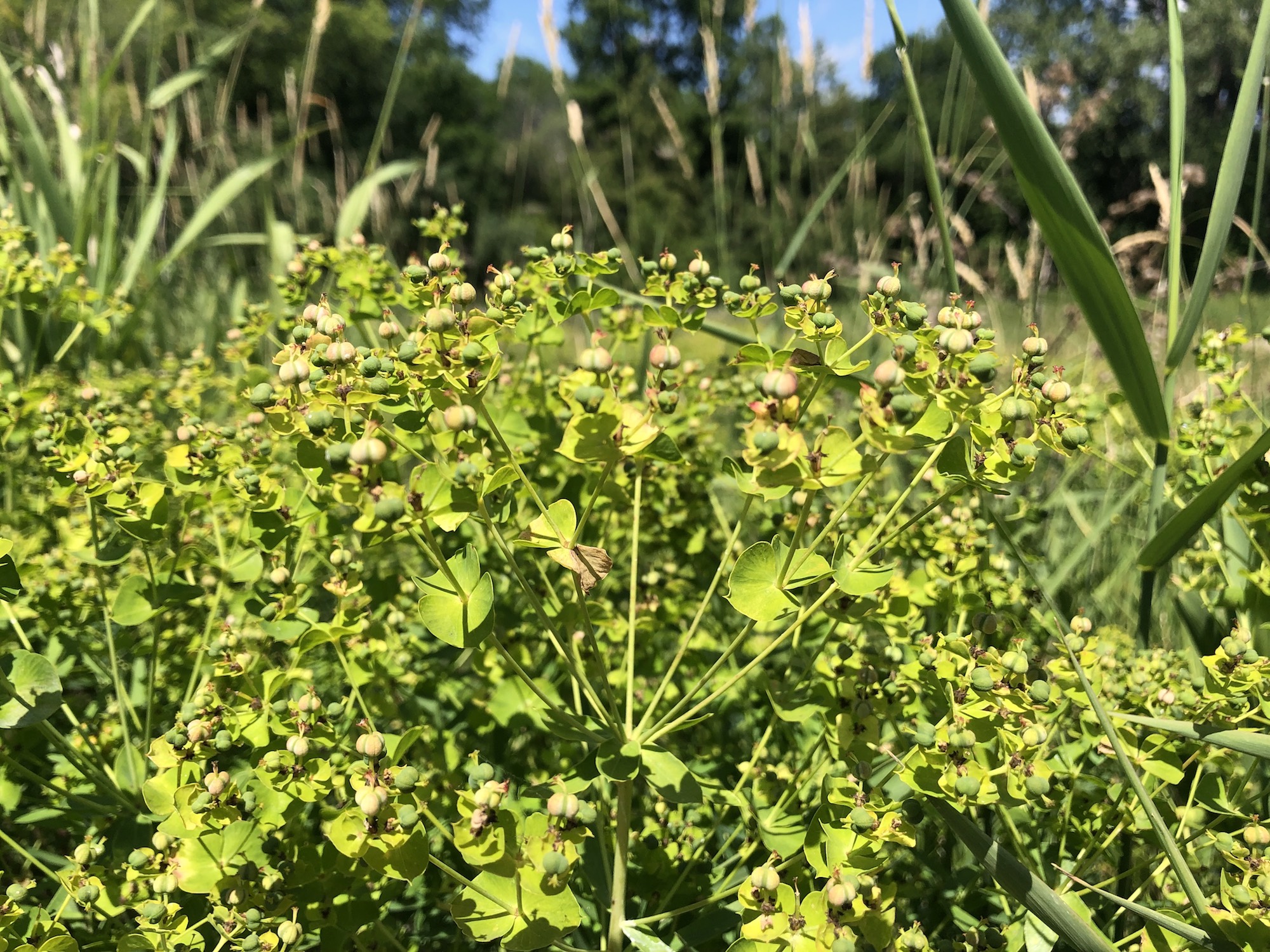 Leafy Spurge near Whitney Way in Madison, Wisconsin on June 22, 2021.