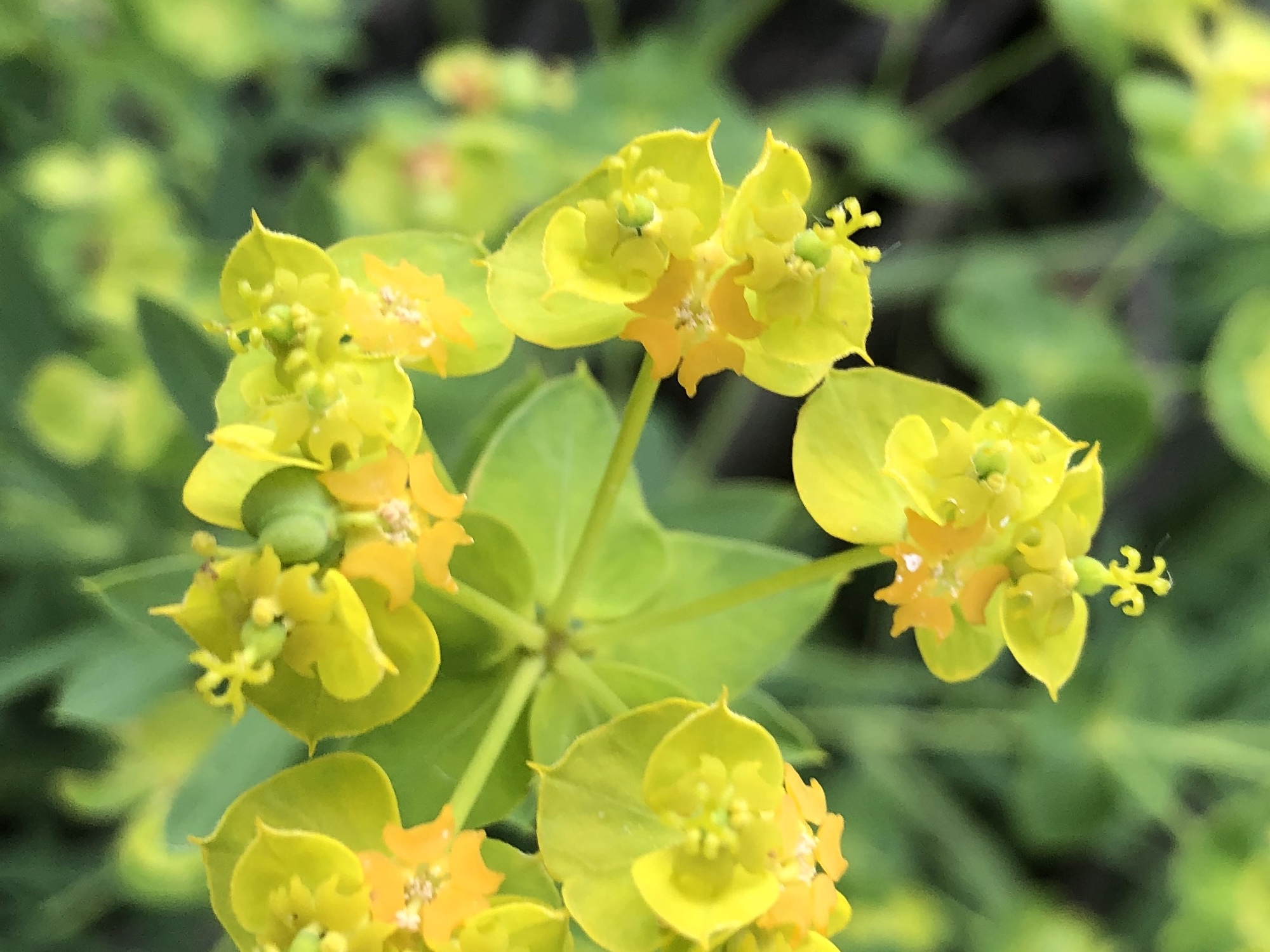 Leafy Spurge around Marion Dunn Pond in Madison, Wisconsin on June 22, 2021.