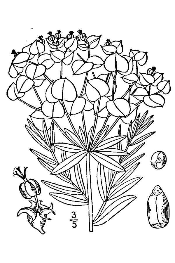 Leafy Spurge botanical drawing.
