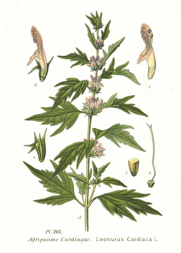 Motherwort botanical illustration circa 1891.