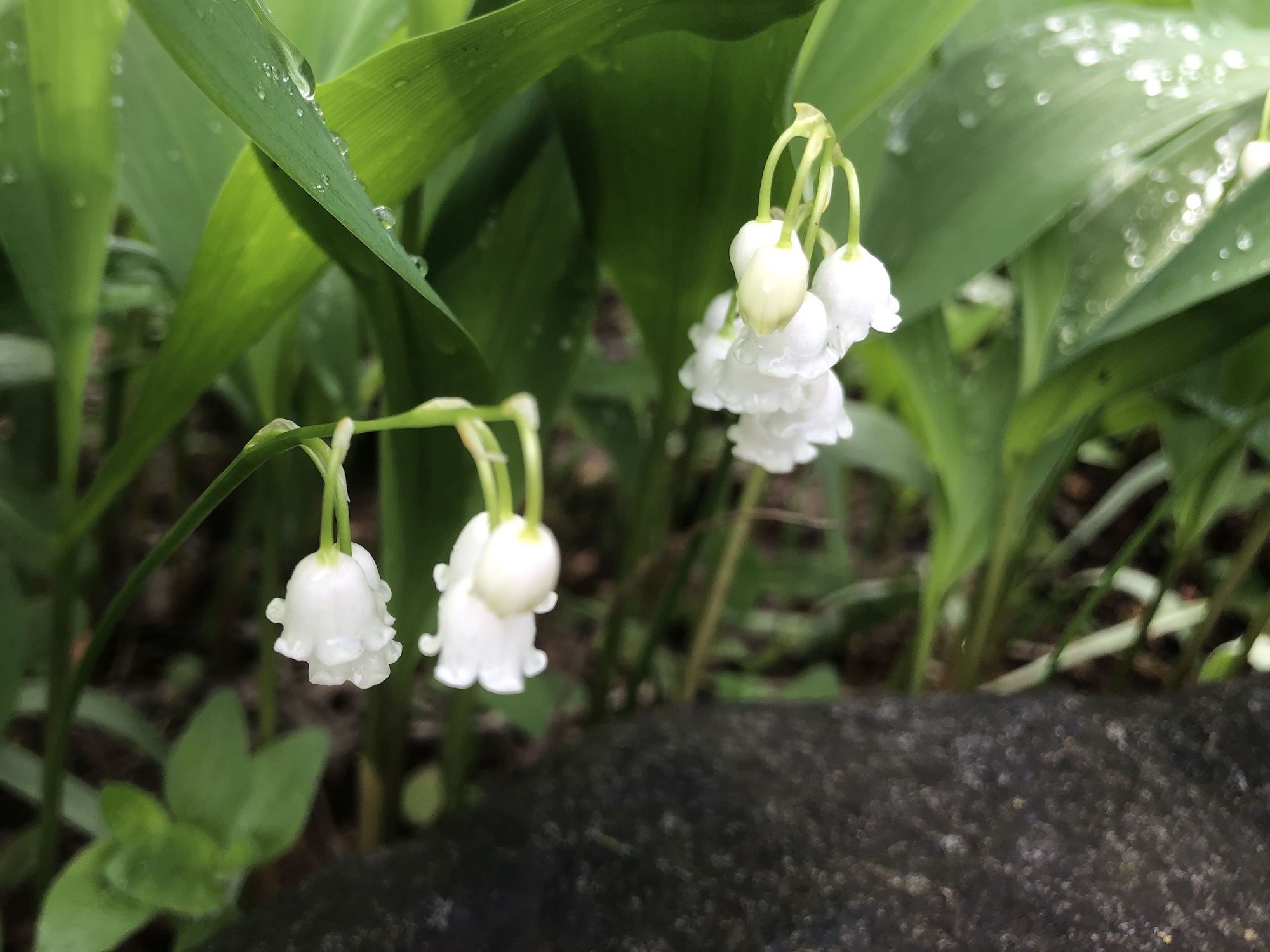 Lily of the Valley in Oak Savanna on May 25, 2019.