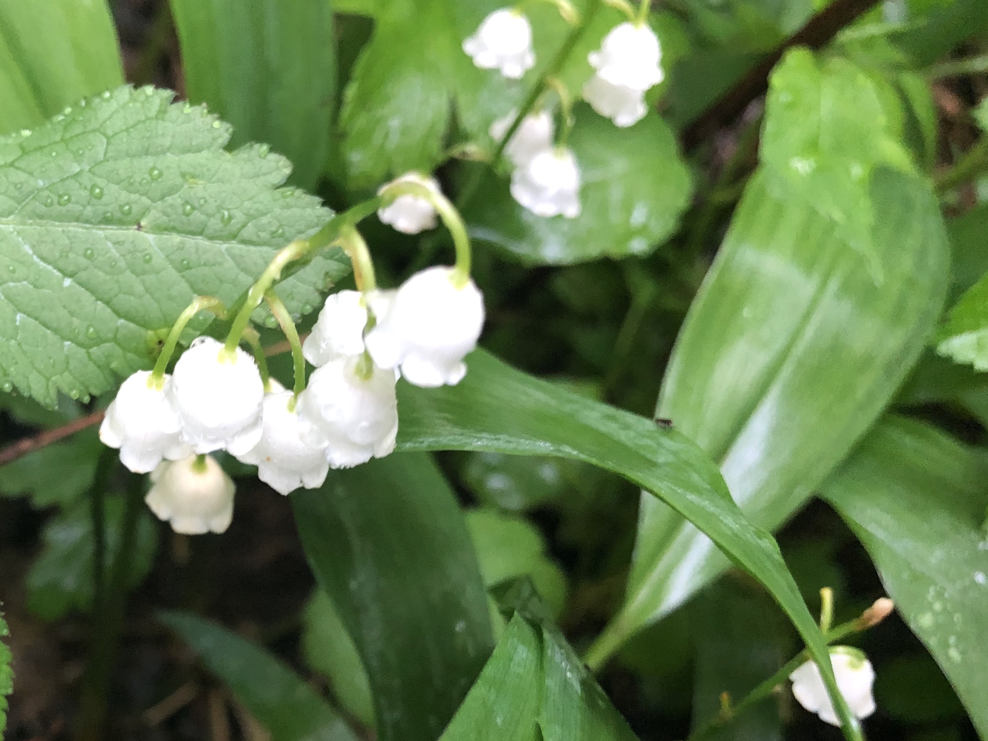 Lily of the Valley in Oak Savanna on May 25, 2019.