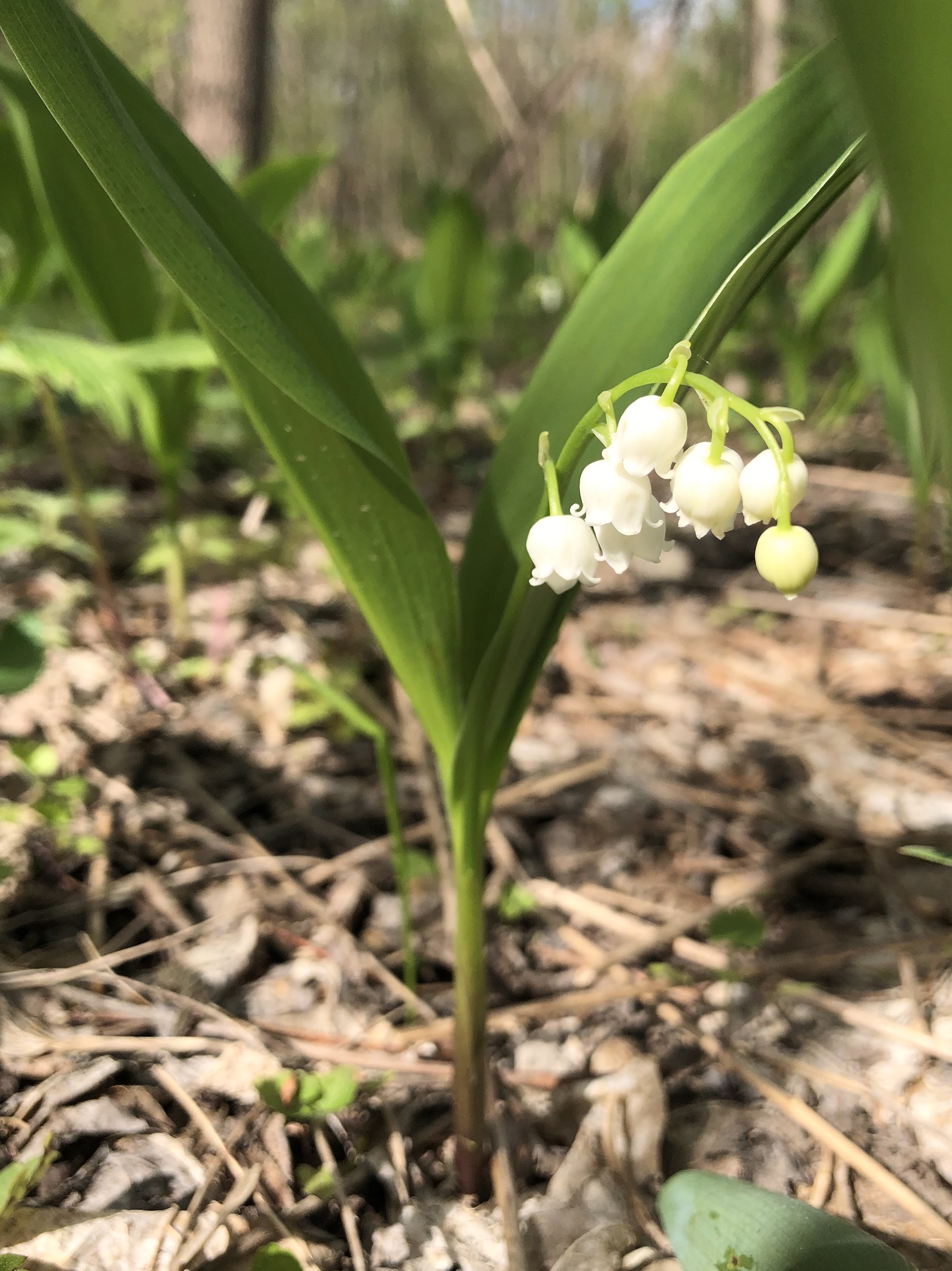 Lily of the Valley in woods between Marion Dunn and Oak Savanna on May 4, 2021.