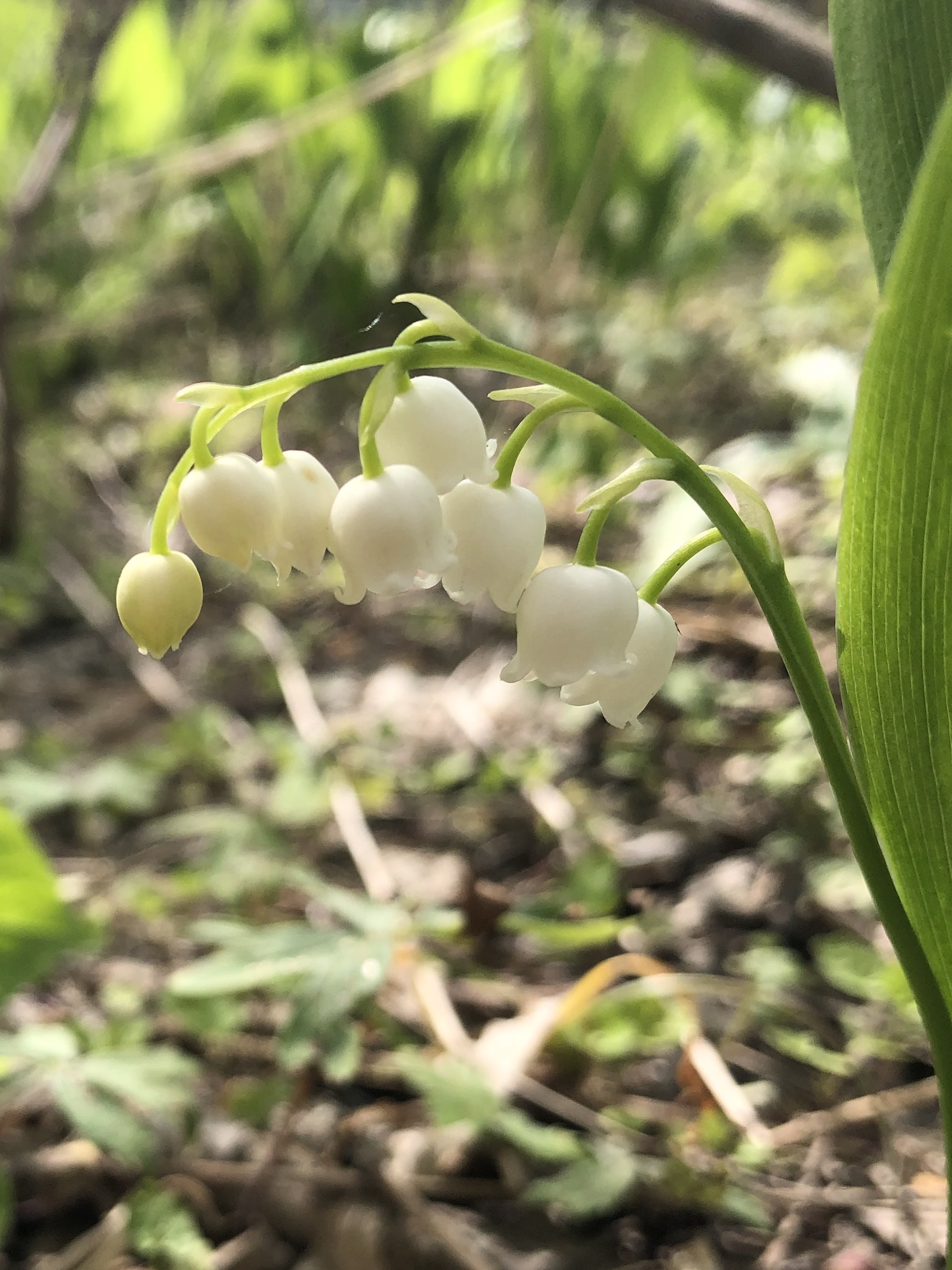 Lily of the Valley in woods between Marion Dunn and Oak Savanna on May 4, 2021.