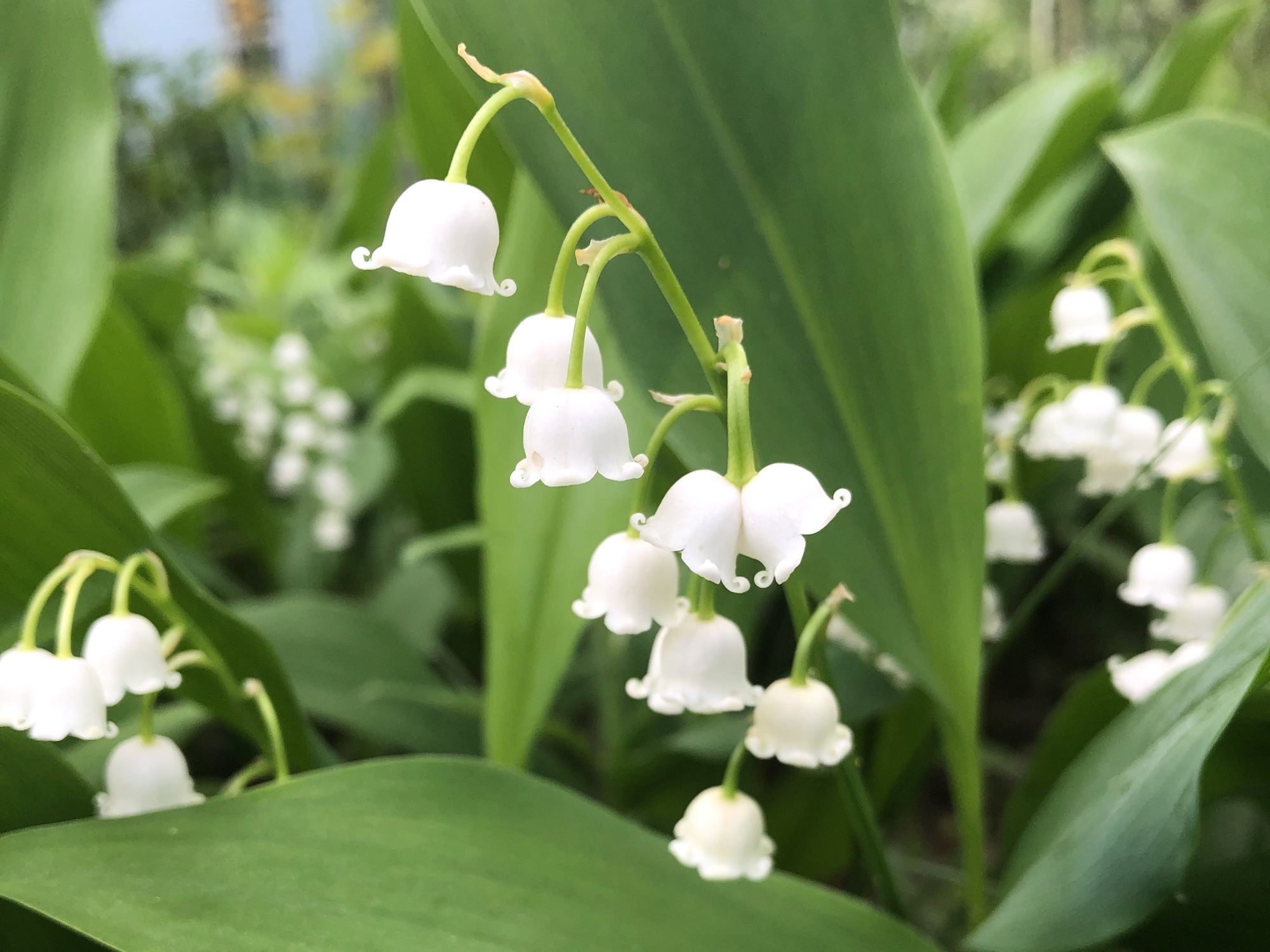 Lilly of the Valley by Duck Pond on May 25, 2019.