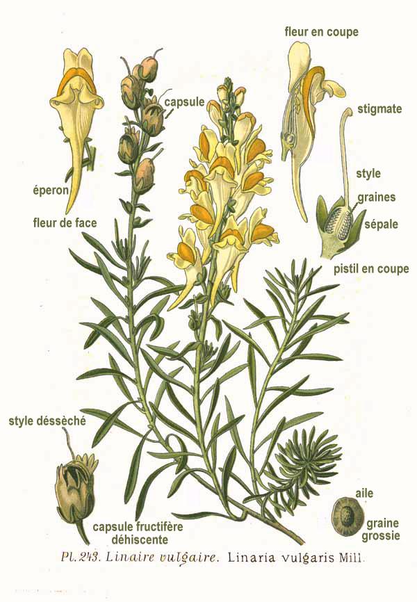 1891 Yellow toadflax botanical illustration.