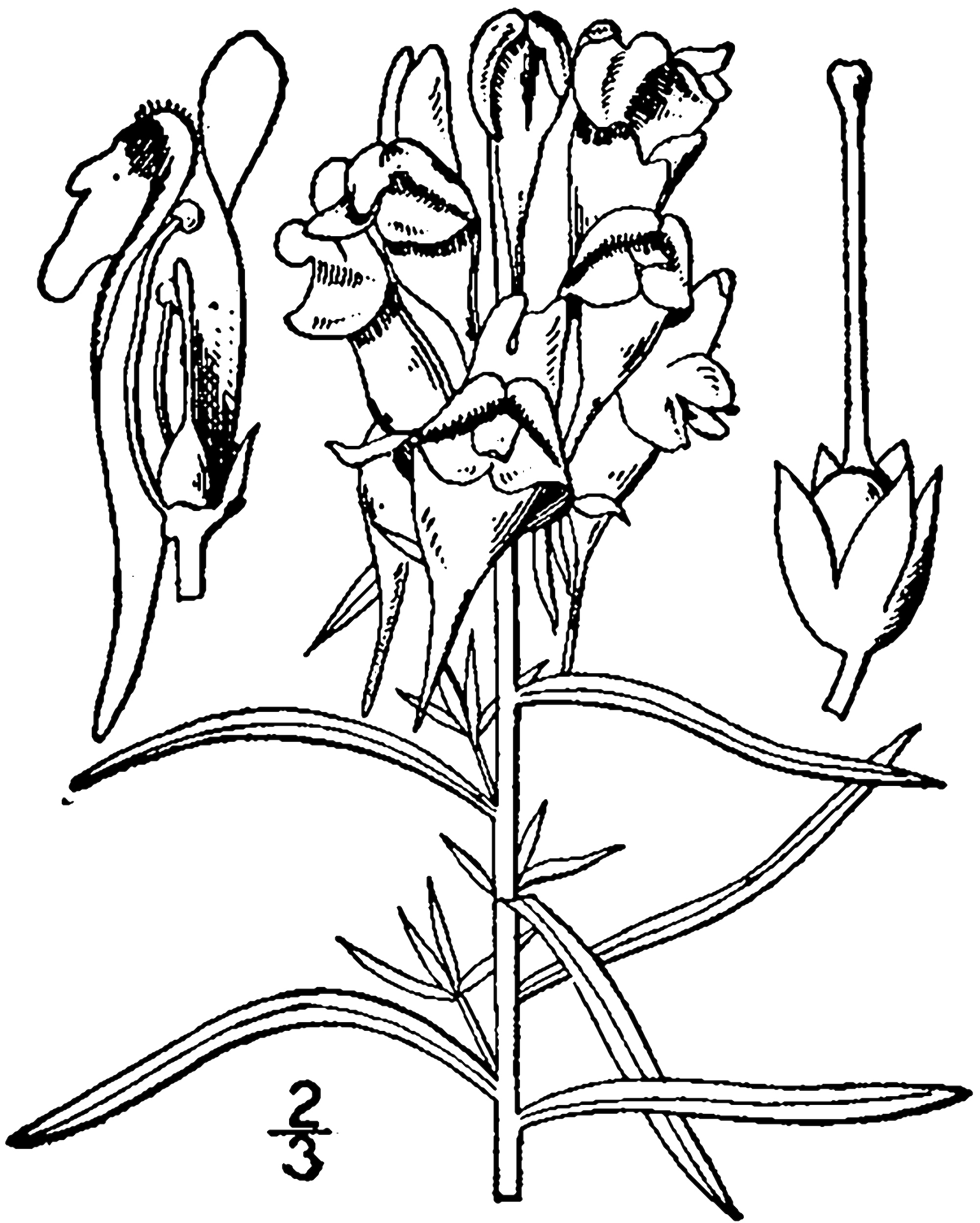 Yellow toadflax botanical drawing circa 1913.