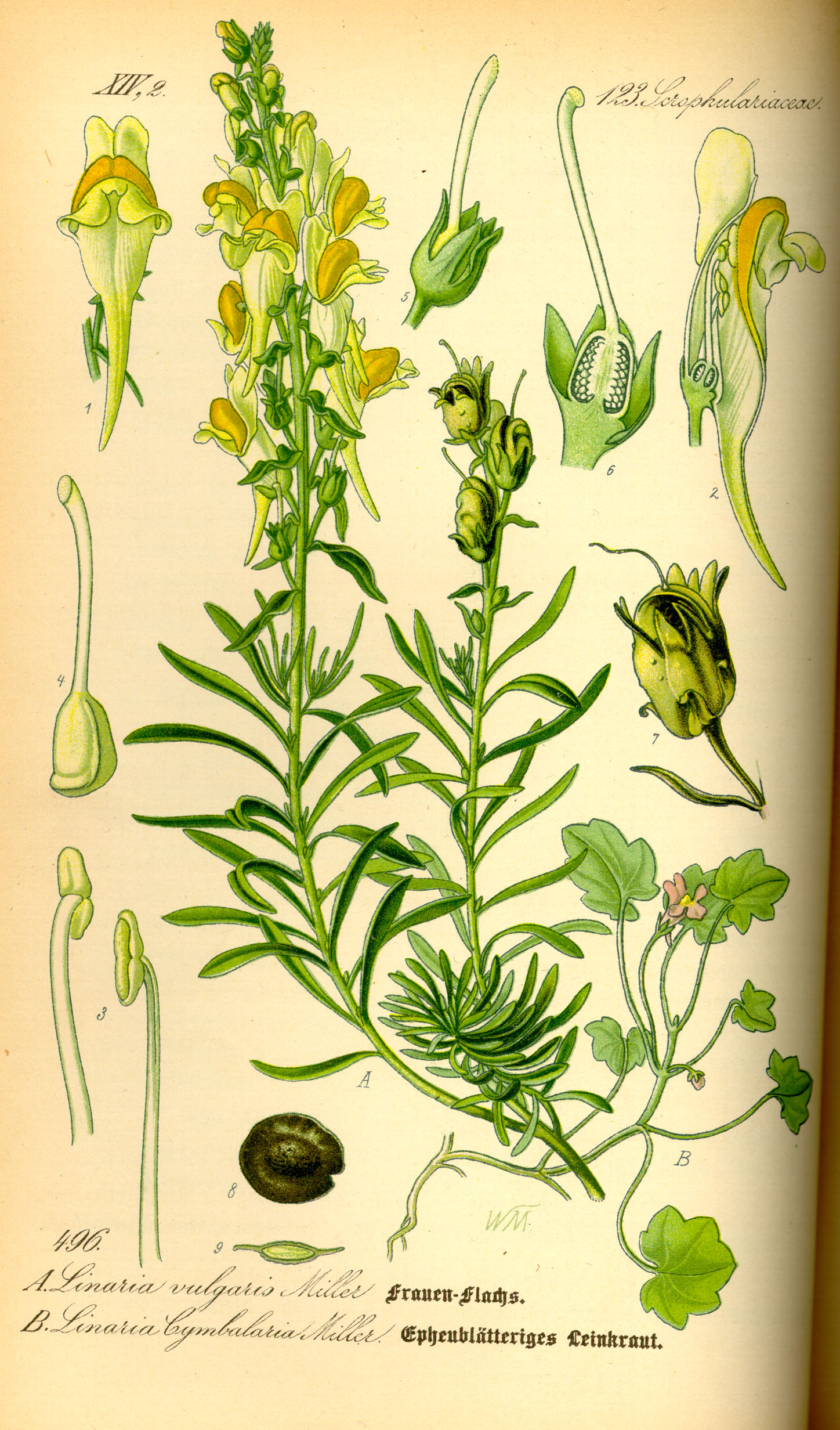 1885 Yellow toadflax botanical illustration.