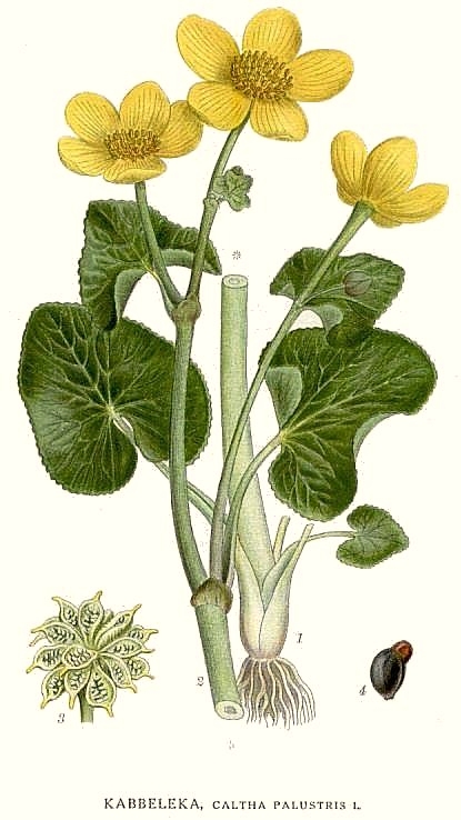 Yellow Marsh Marigold botanical illustration by Carl Axel Magnus Lindman circa 1917 - 1926.