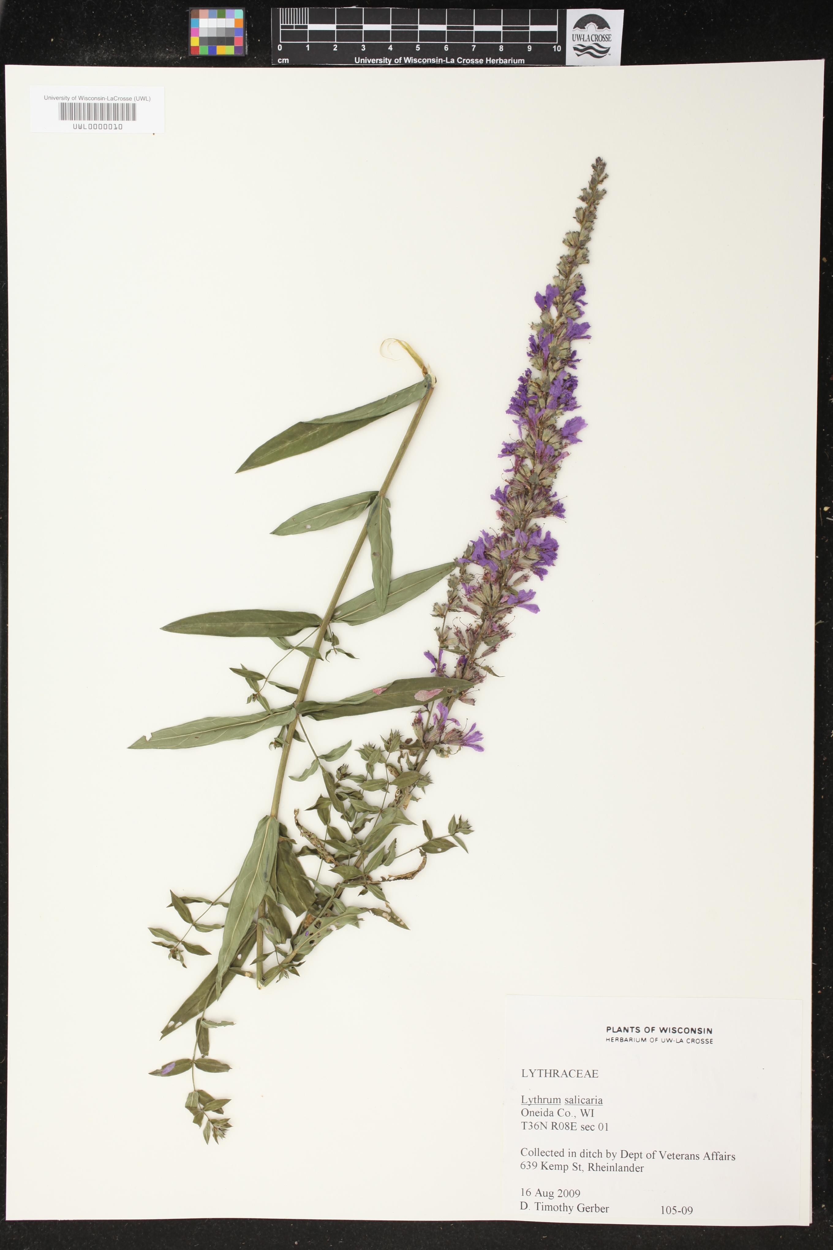 Purple Loosestrife specimen collected in ditch by the Department of Veterans Affairs on Kemp Street in Rheinlander  on August 16, 2009.