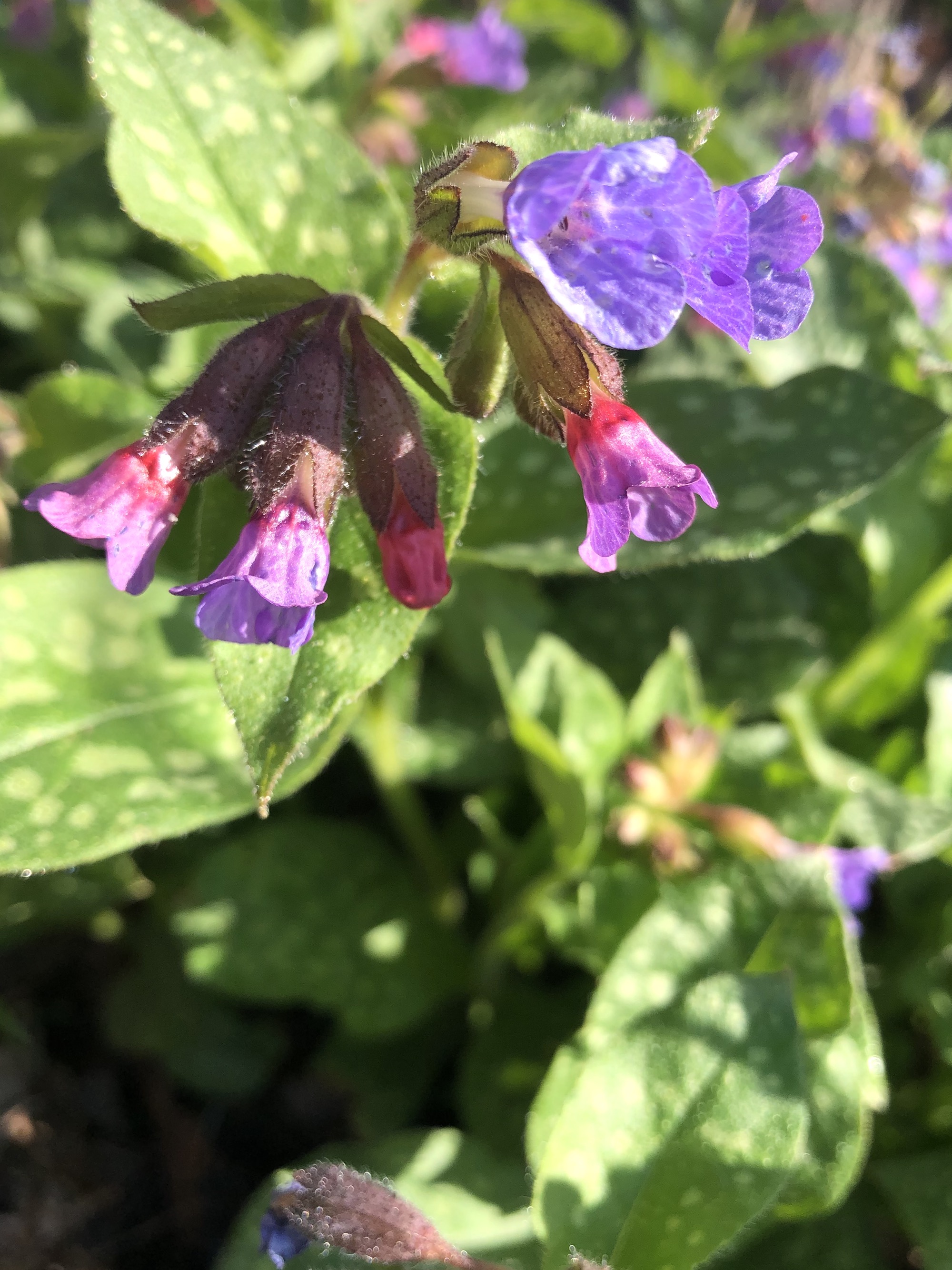 Lungwort near Agawa Path in Nakoma in Madison, Wisconsin on April 16, 2021.