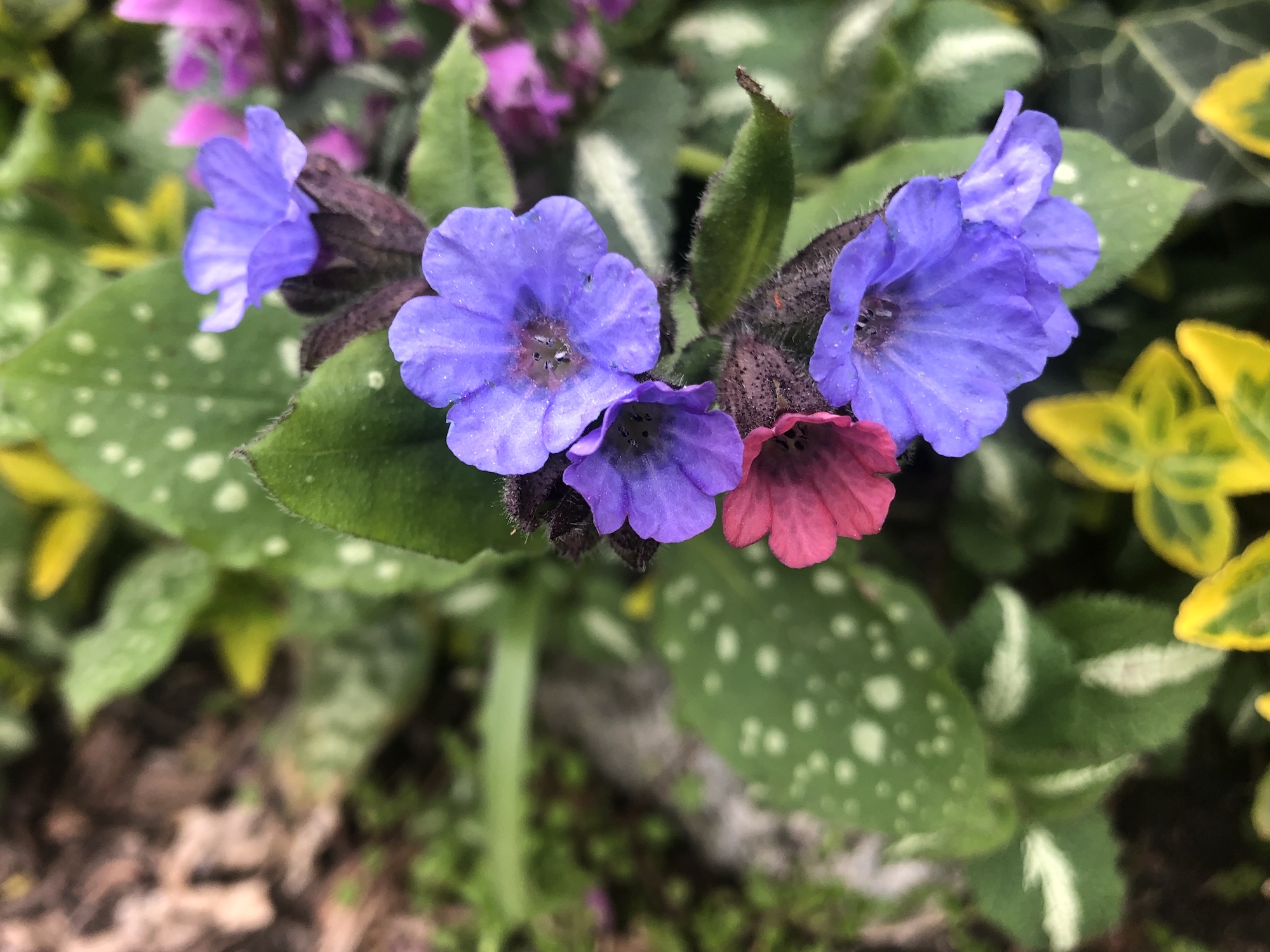 Lungwort near Agawa Path in Nakoma in Madison, Wisconsin on April 26, 2021.