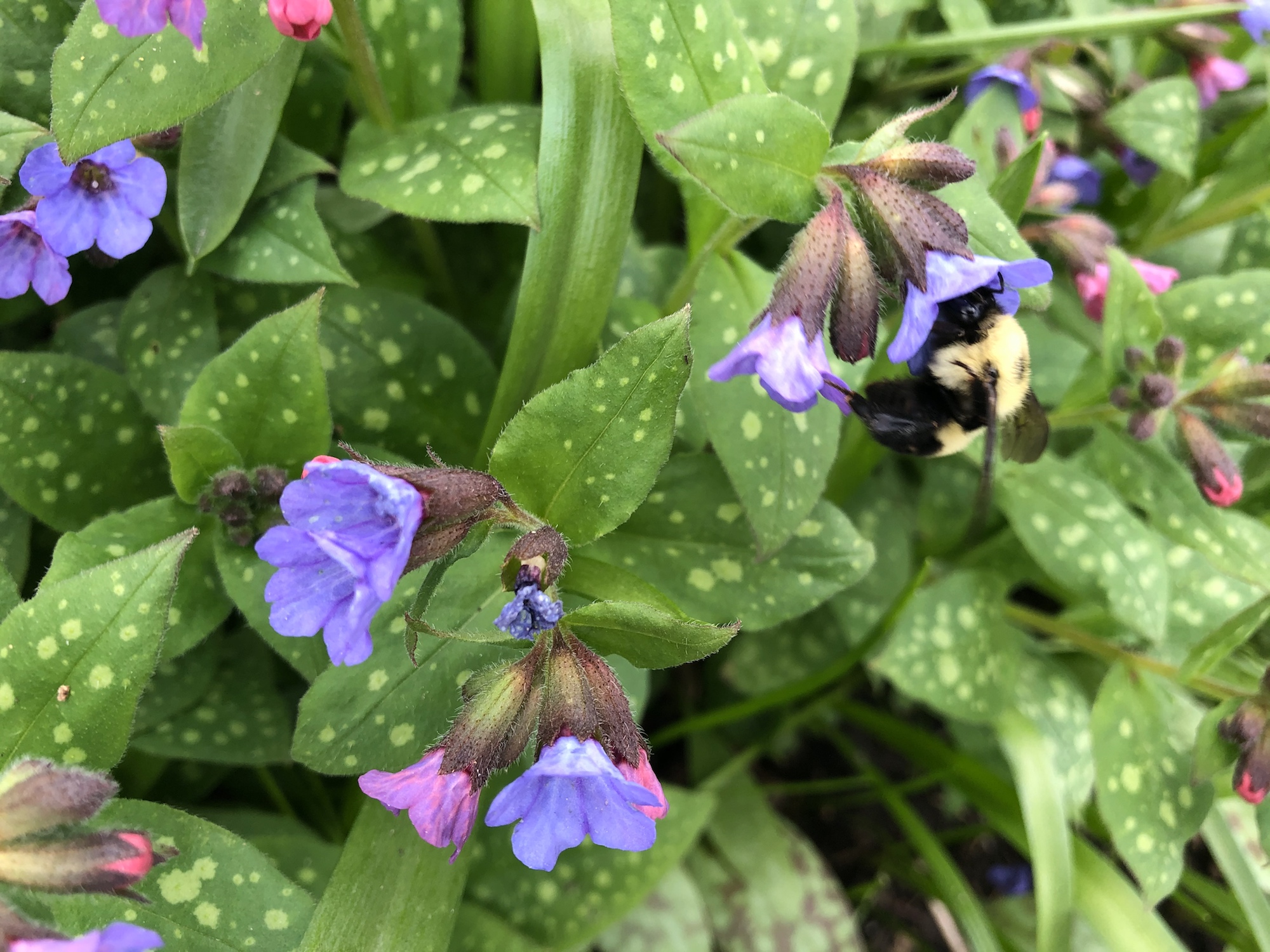 Bumblebee on Lungwort on May 1, 2020.