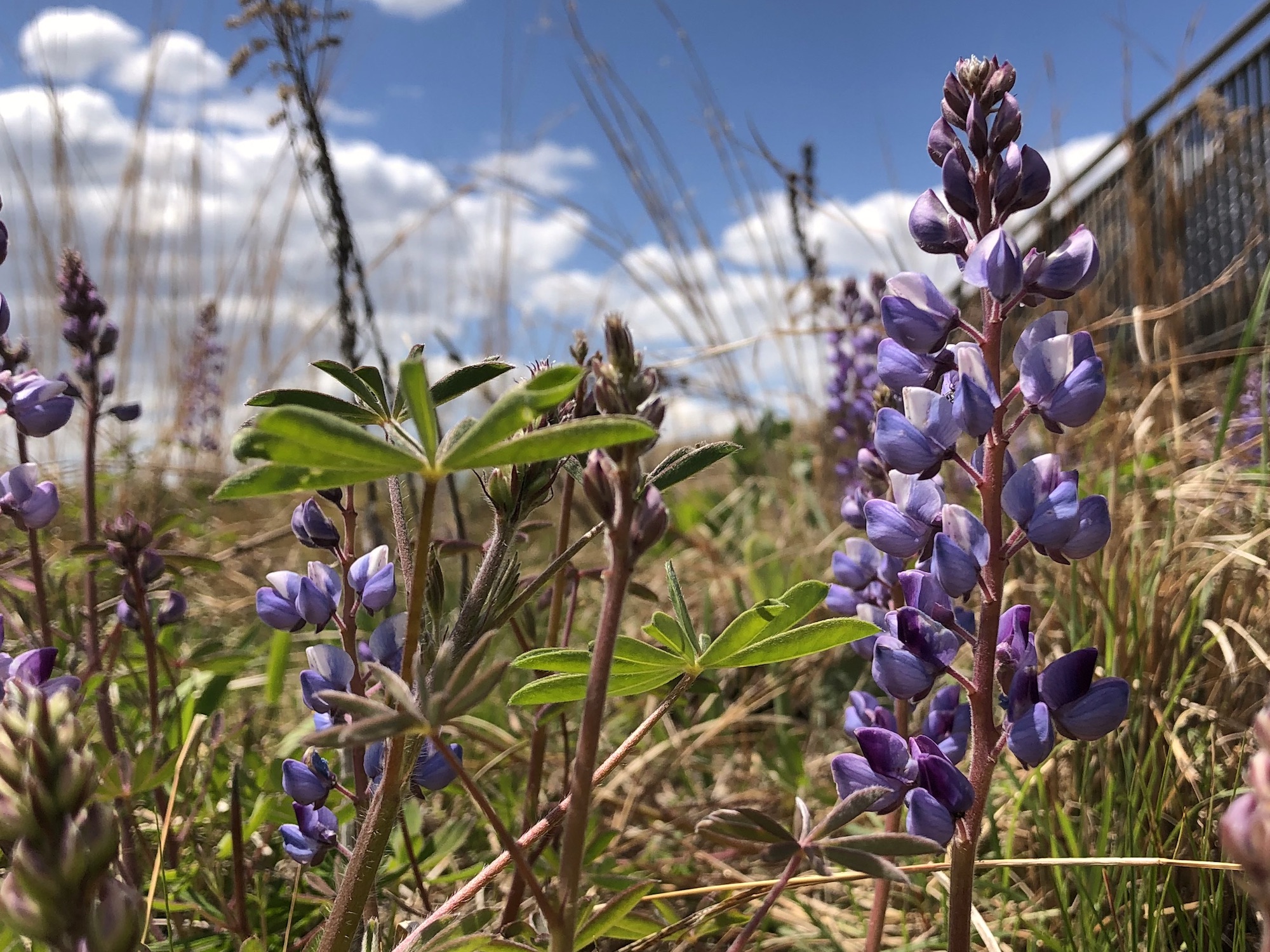 Wild Lupine next to the UW-Madison Arboretum Visitor Center in Madison, Wisconsin on May 13, 2021.