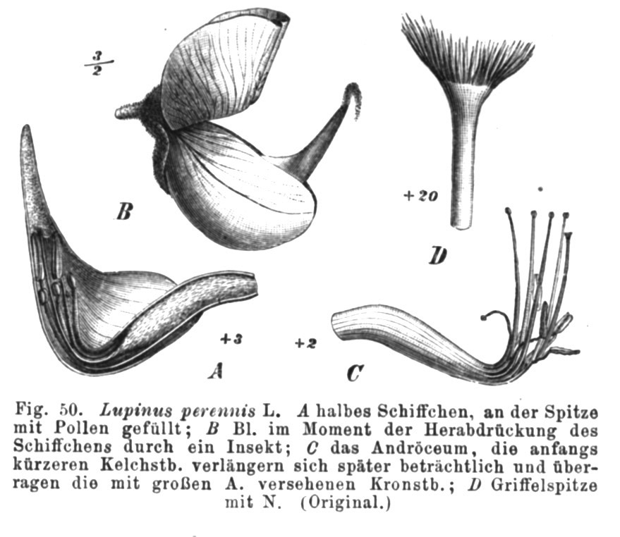 1891 Wild Lupine botanical illustration.