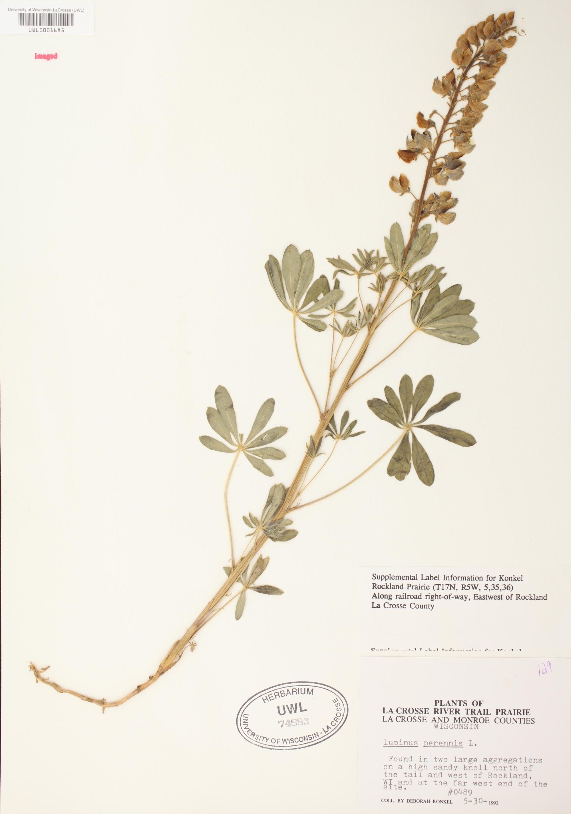 Wild Lupine specimen collected on May 30, 1992 west of Rockland, Wisconsin.
