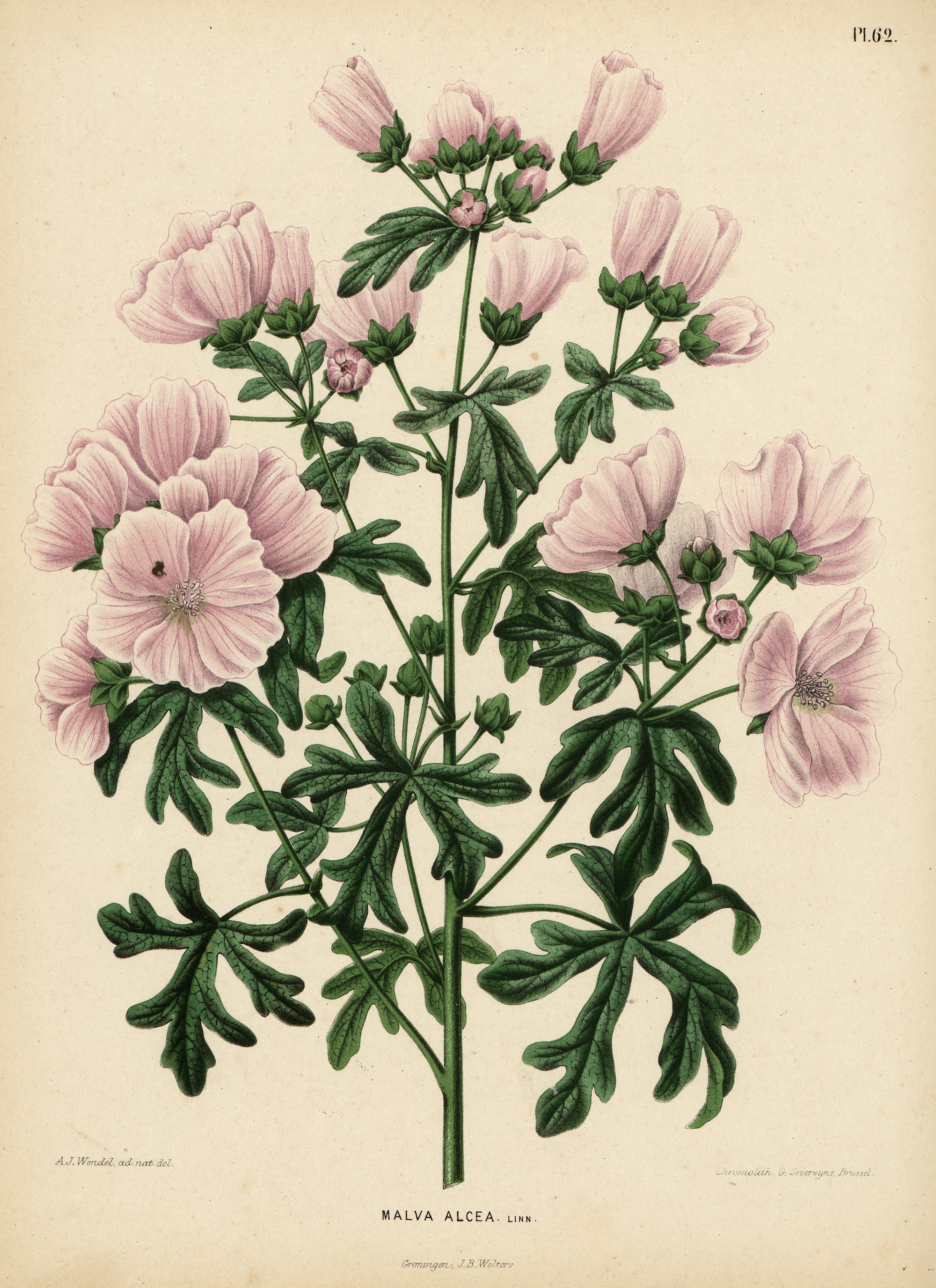 1868 Vervain Mallow illustration by Abraham Jacobus Wendel.