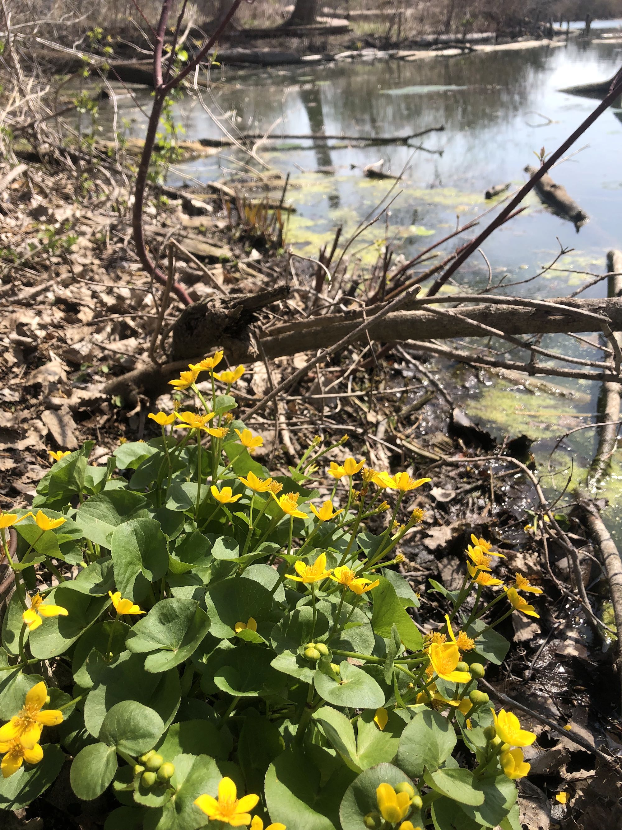 Yellow Marsh Marigold along the shore of Ho-Nee-Um Pond along boardwalk in UW Arbortetum in Madison, Wisconsin on April 27, 2023.