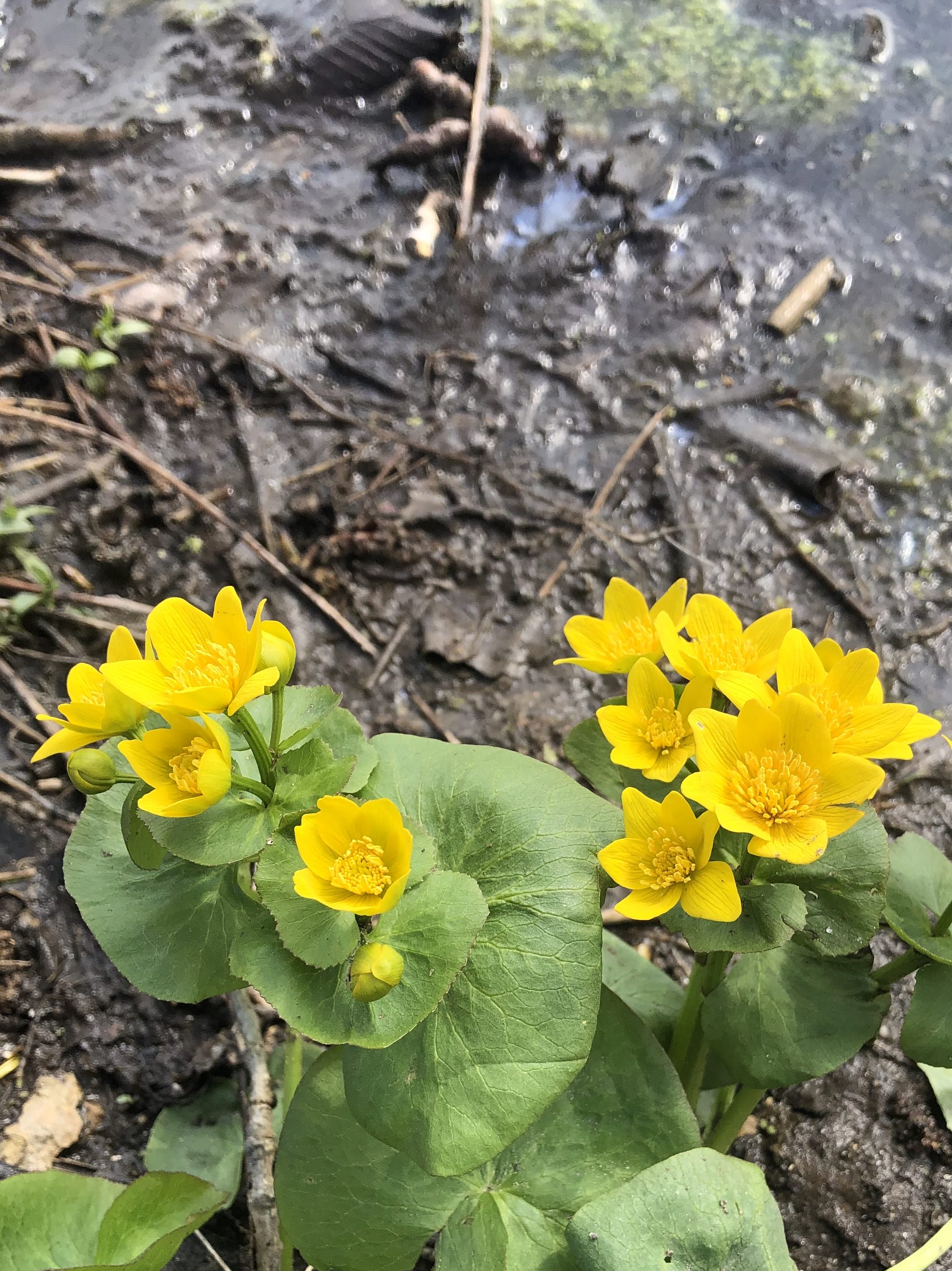 Yellow Marsh Marigold along the shore of Ho-Nee-Um Pond along boardwalk in UW Arbortetum in Madison, Wisconsin on April 24, 2023.