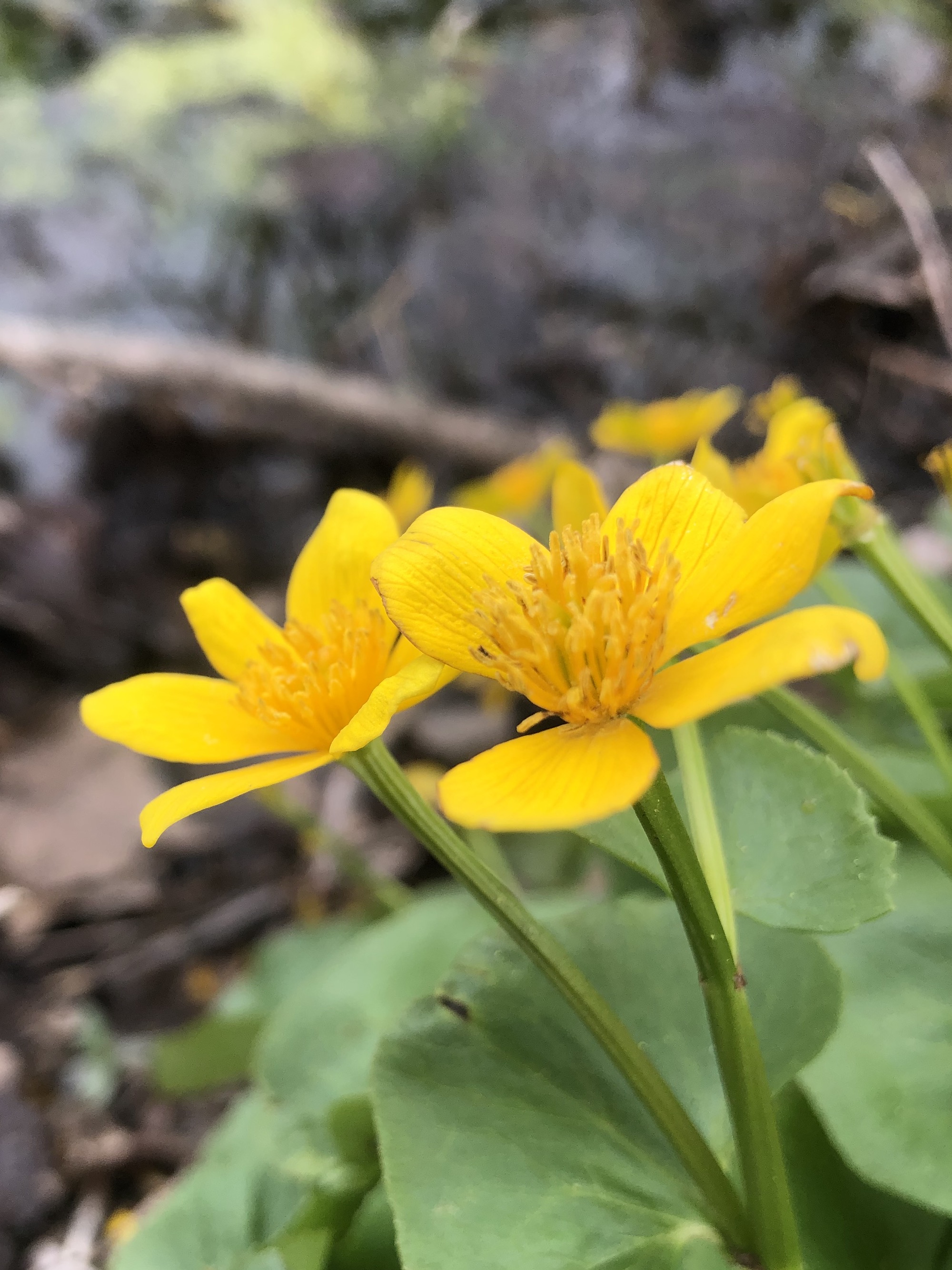 Yellow Marsh Marigold along the shore of Ho-Nee-Um Pond along boardwalk in UW Arbortetum in Madison, Wisconsin on April 25, 2023.
