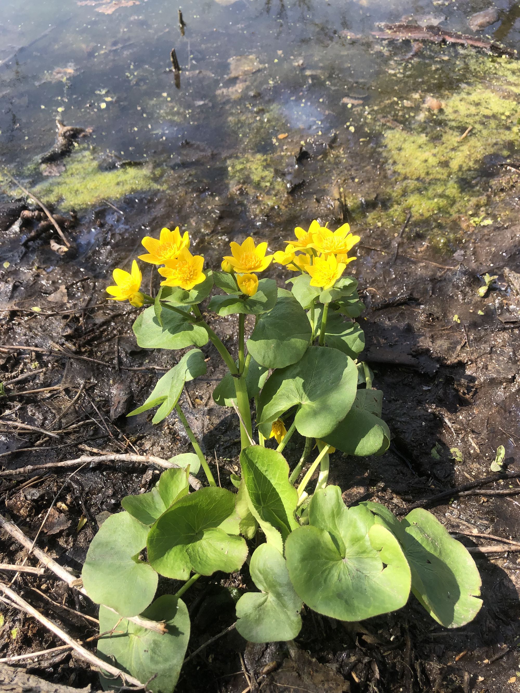 Yellow Marsh Marigold along the shore of Ho-Nee-Um Pond along boardwalk in UW Arbortetum in Madison, Wisconsin on April 27, 2023.