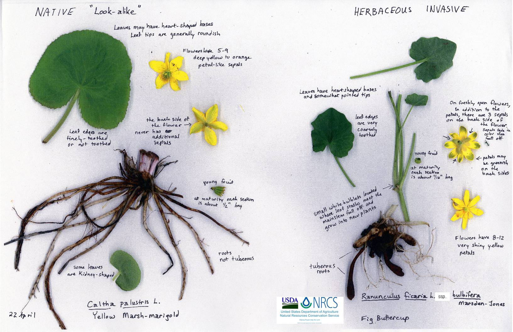Comparison image of Marsh Marigold vs. Lesser Celandine from The Natural Resources Conservation Service (NRCS).