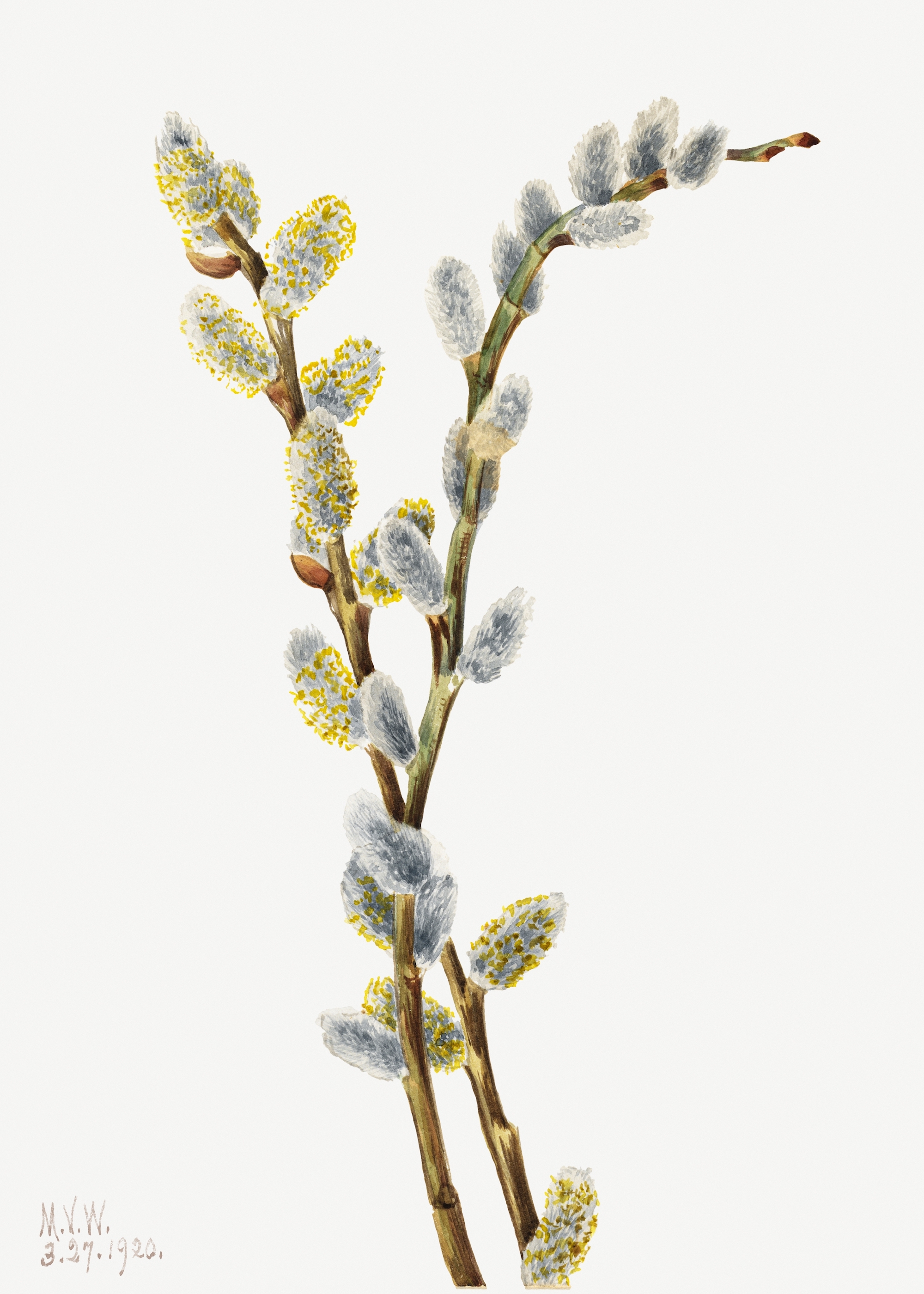 1920 Botanical drawing of Pussy Willow (Salix discolor) by Mary Vaux Walcott.
