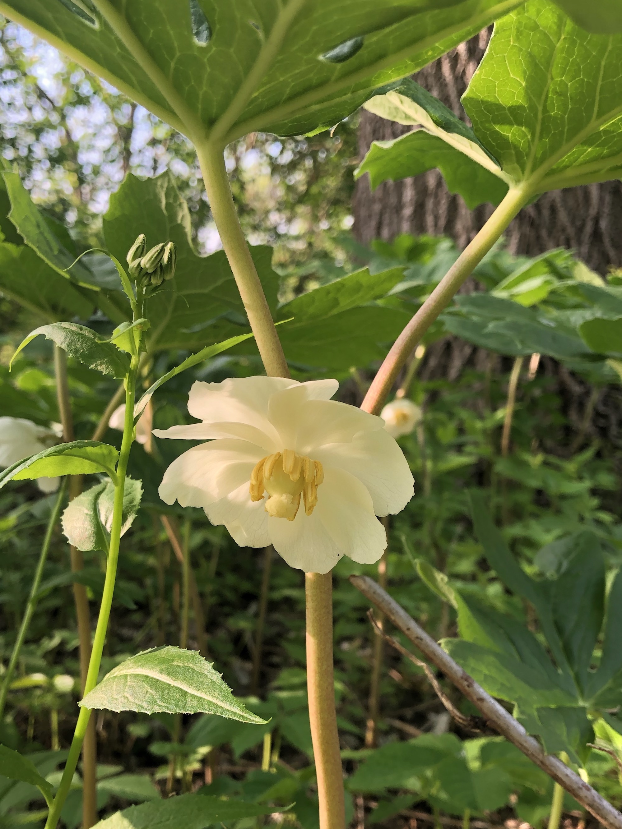 Mayapple blooms between Duck Pond and Marion Dunn Madison, Wisconsin on May 17, 2021.
