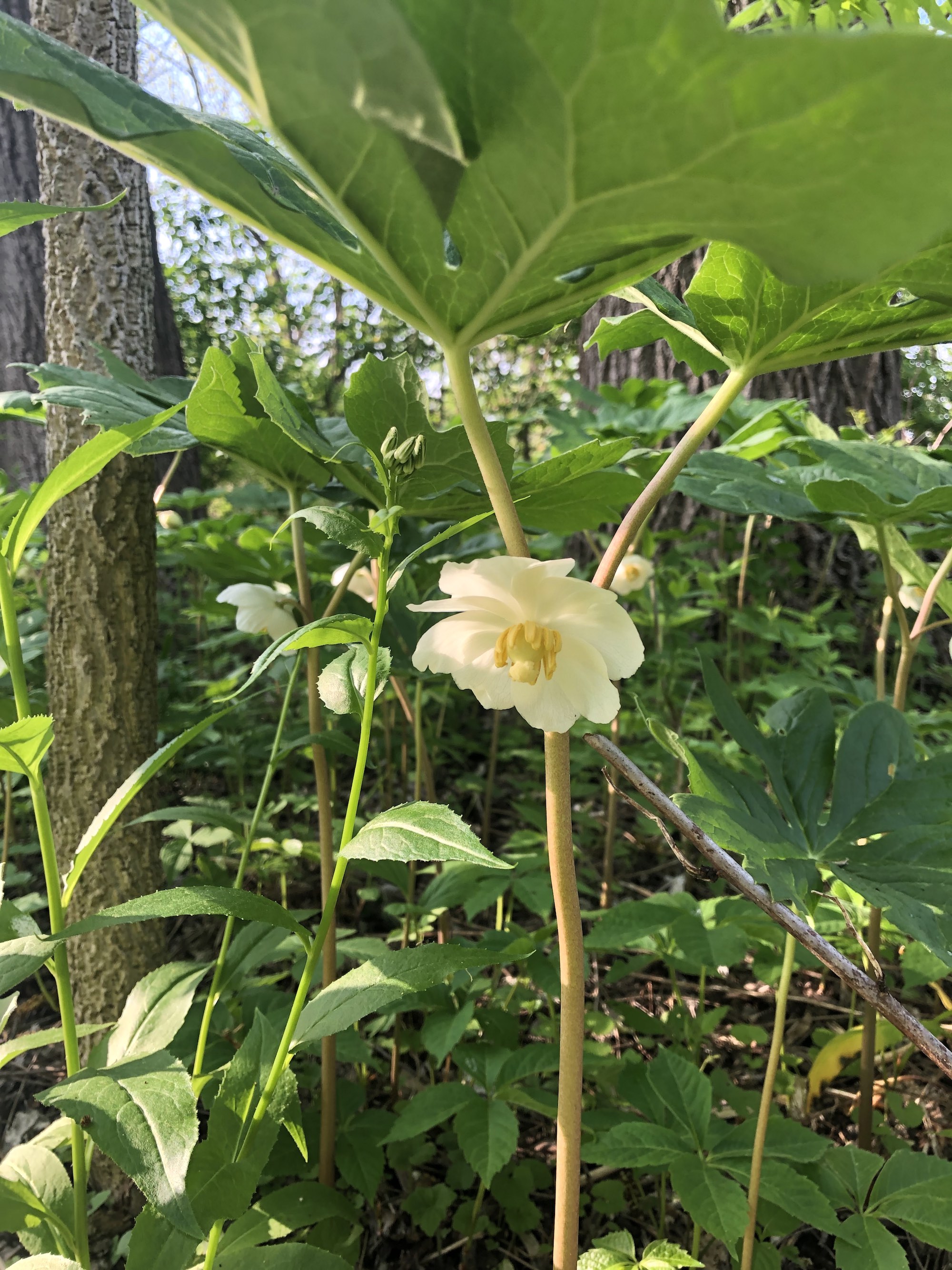 Mayapple blooms between Duck Pond and Marion Dunn Madison, Wisconsin on May 17, 2021.