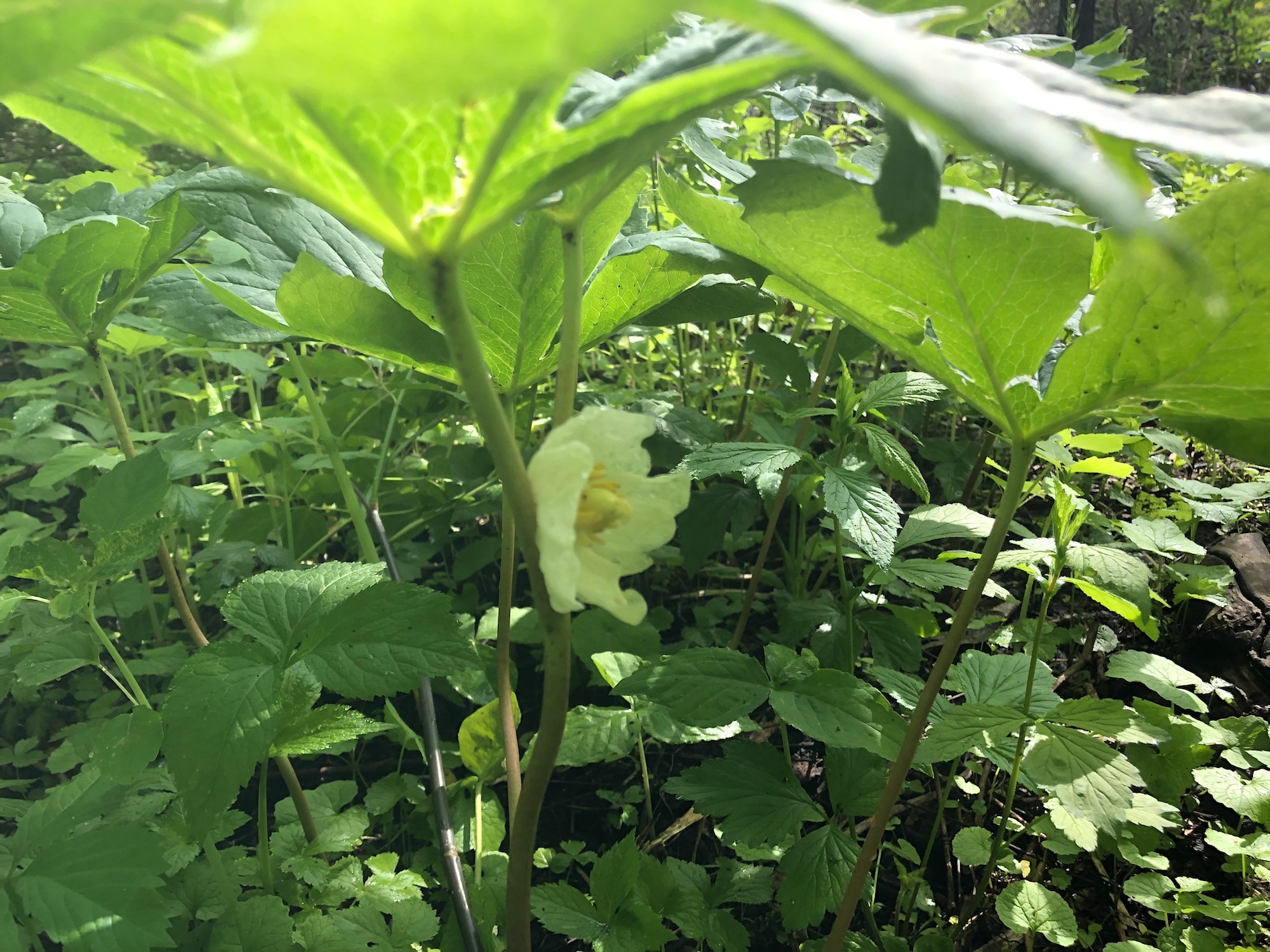 Mayapple in woods between Marion Dunn and Duck Pond on May 26, 2019.