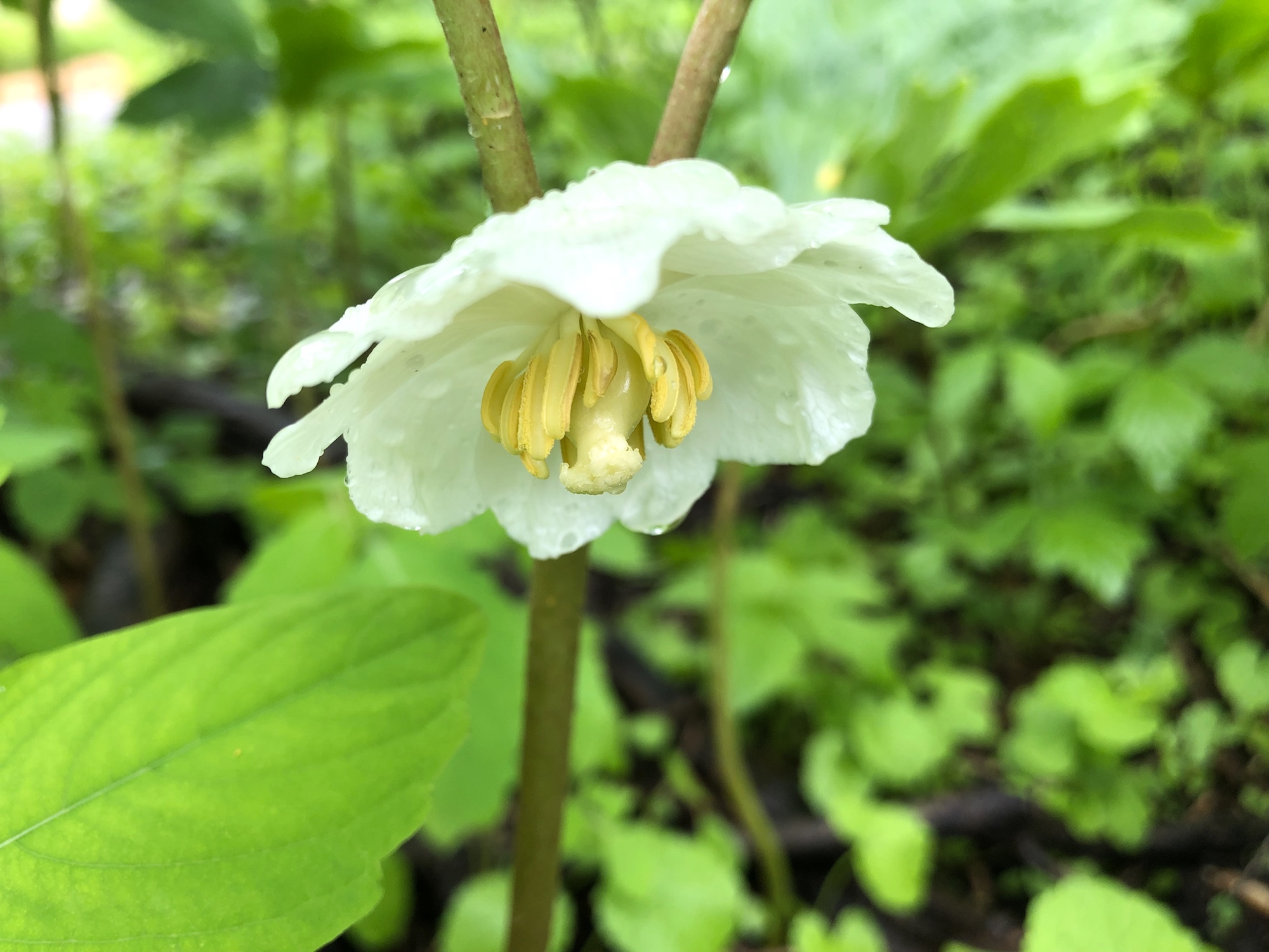 Mayapple in woods between Marion Dunn and Duck Pond on May 24, 2019.