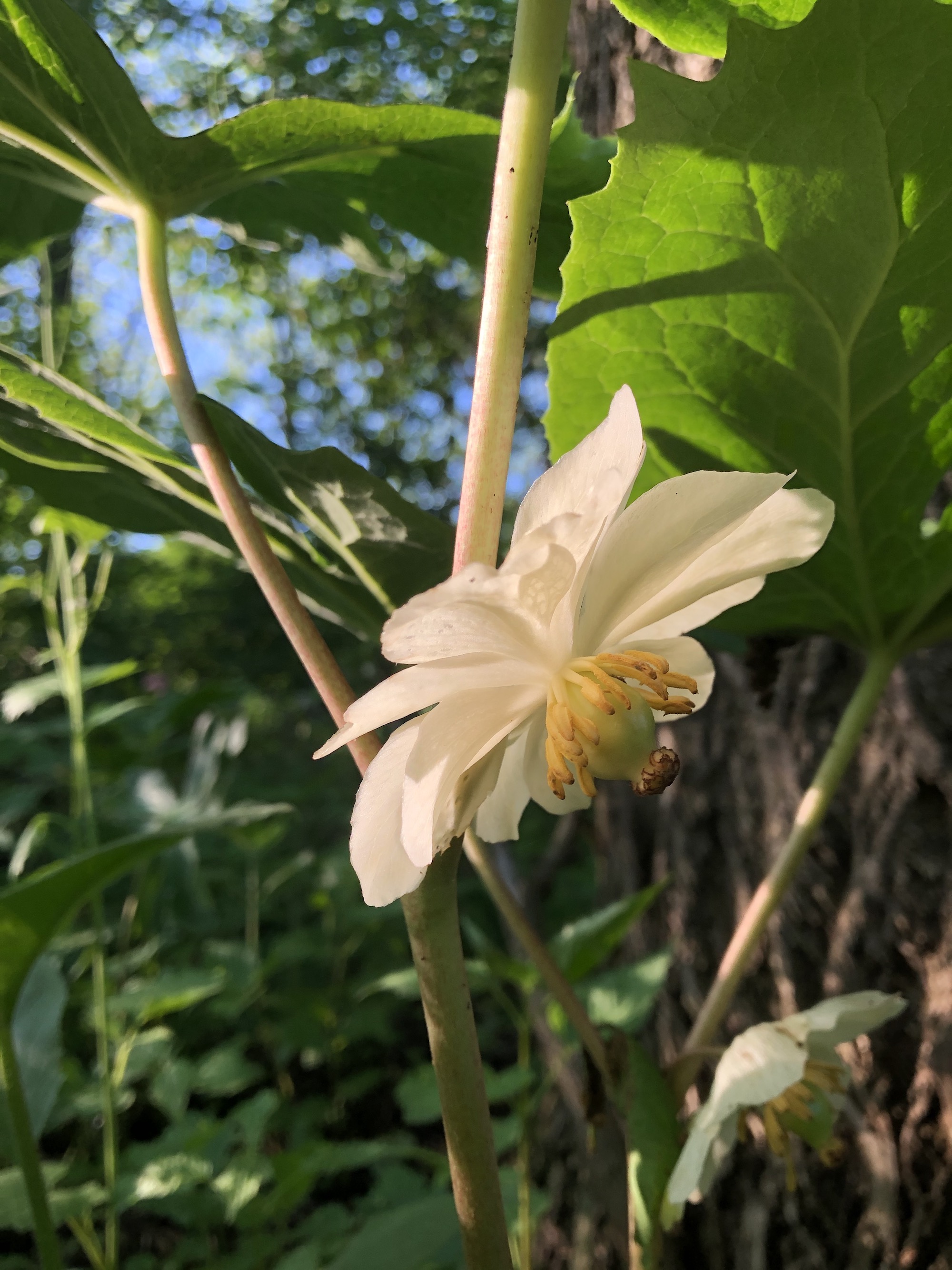 Mayapple blooms in wood between Duck Pond and Marion Dunn in Madison, Wisconsin on May 30, 2020.