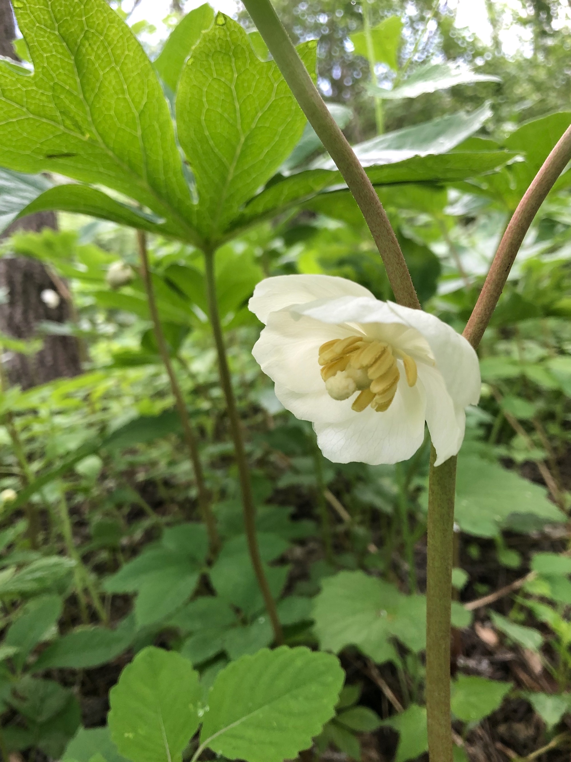 Mayapple blooms in wood between Duck Pond and Marion Dunn in Madison, Wisconsin on May 23, 2020.