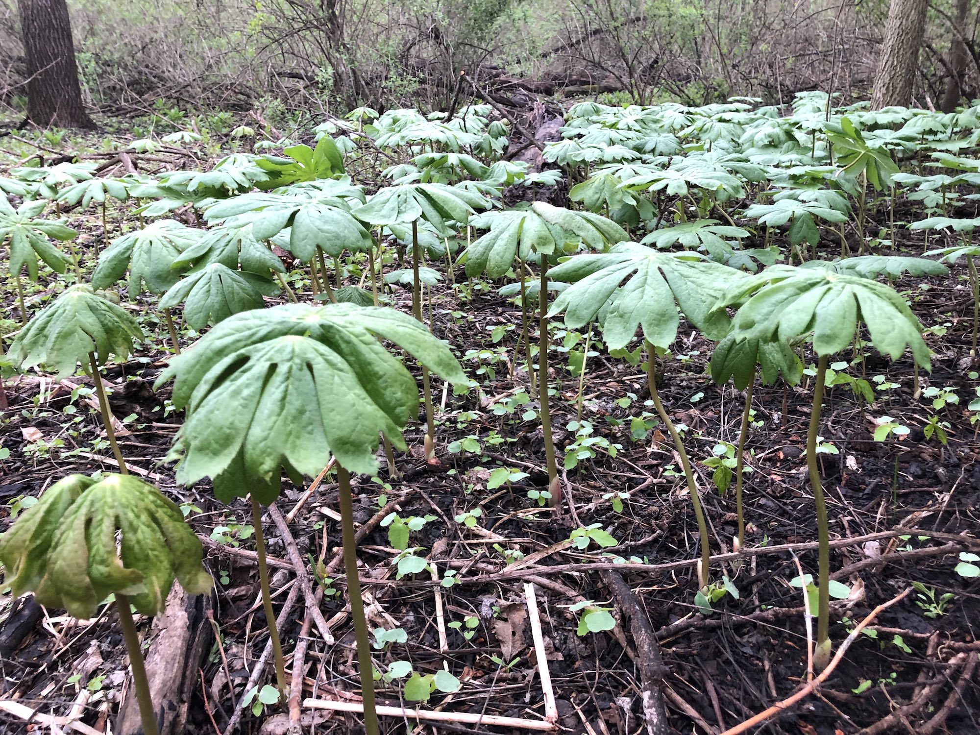 Mayapple in woods between Marion Dunn and Duck Pond on May 2, 2019.