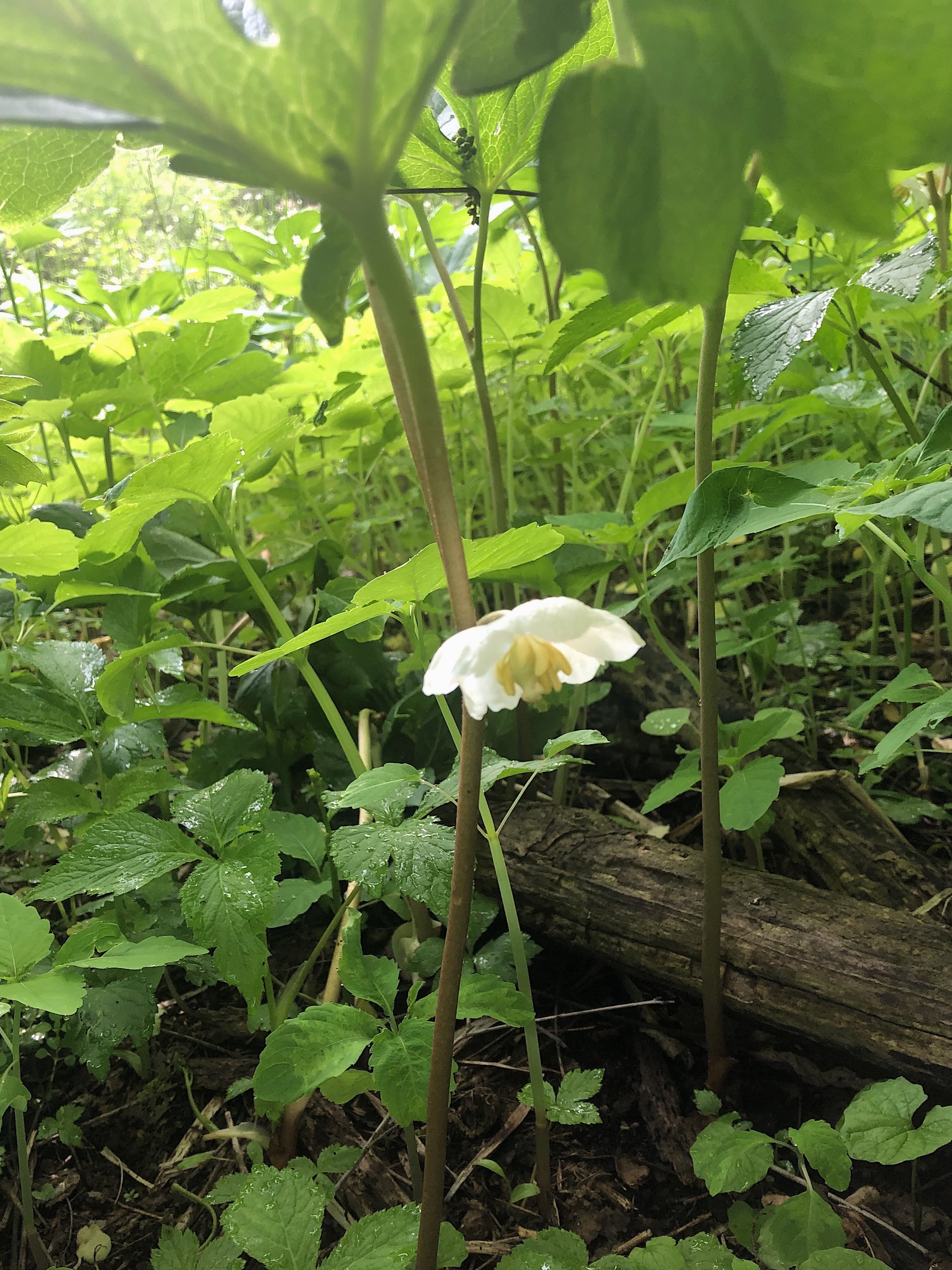 Mayapple blooms in wood between Duck Pond and Marion Dunn in Madison, Wisconsin on May 23, 2020.